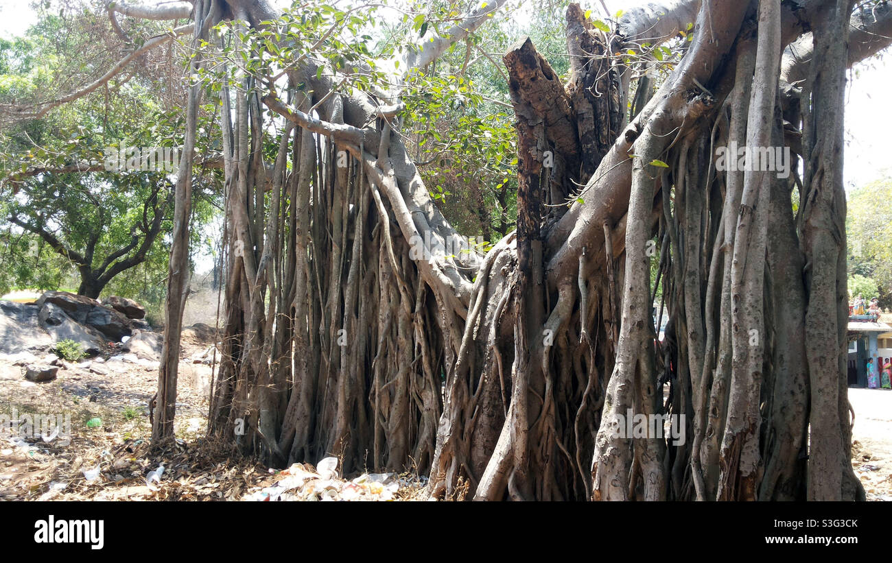V shaped tree hi-res stock photography and images - Alamy
