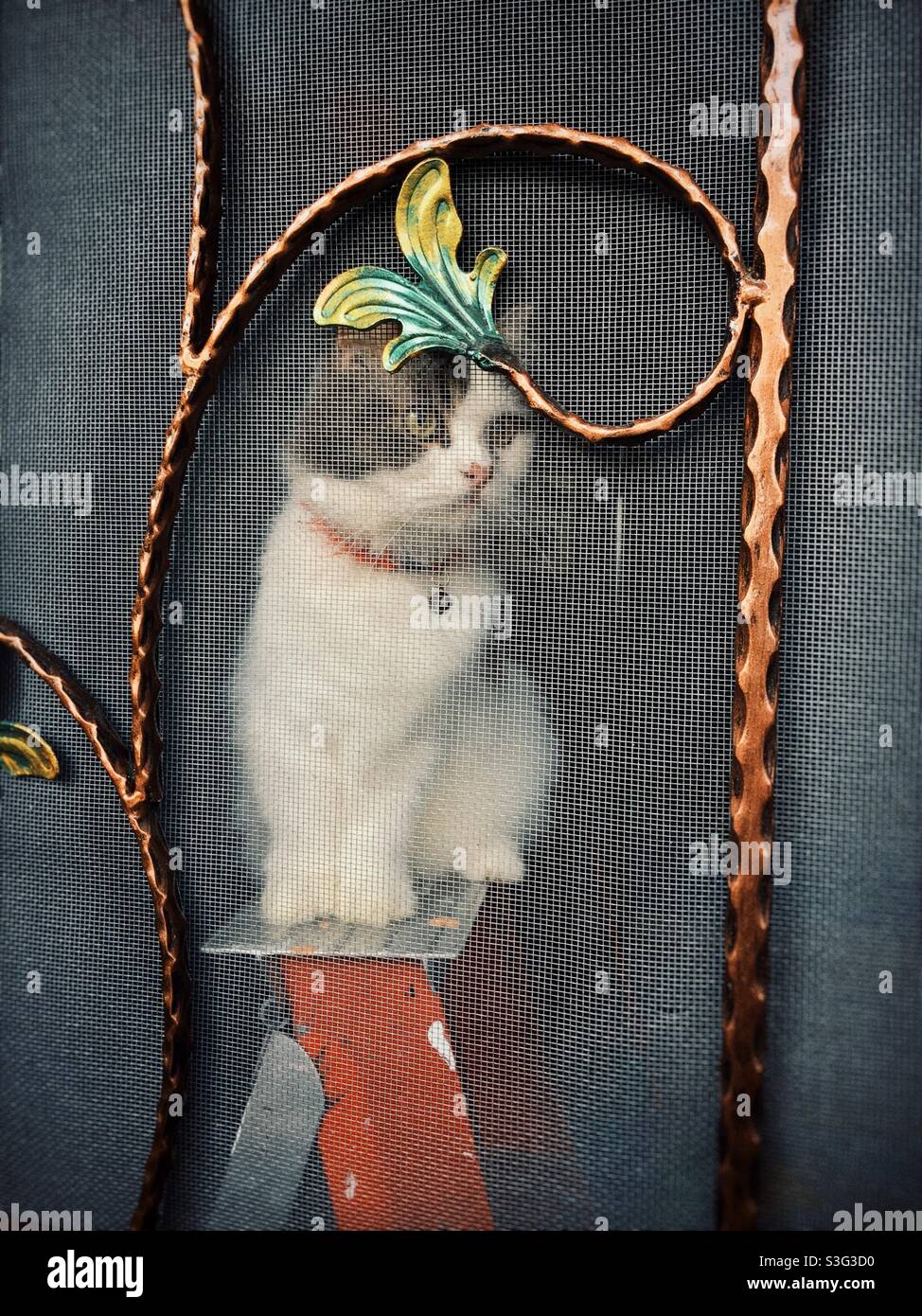 My cat on a ladder. - Smartphone Captured Stock Image