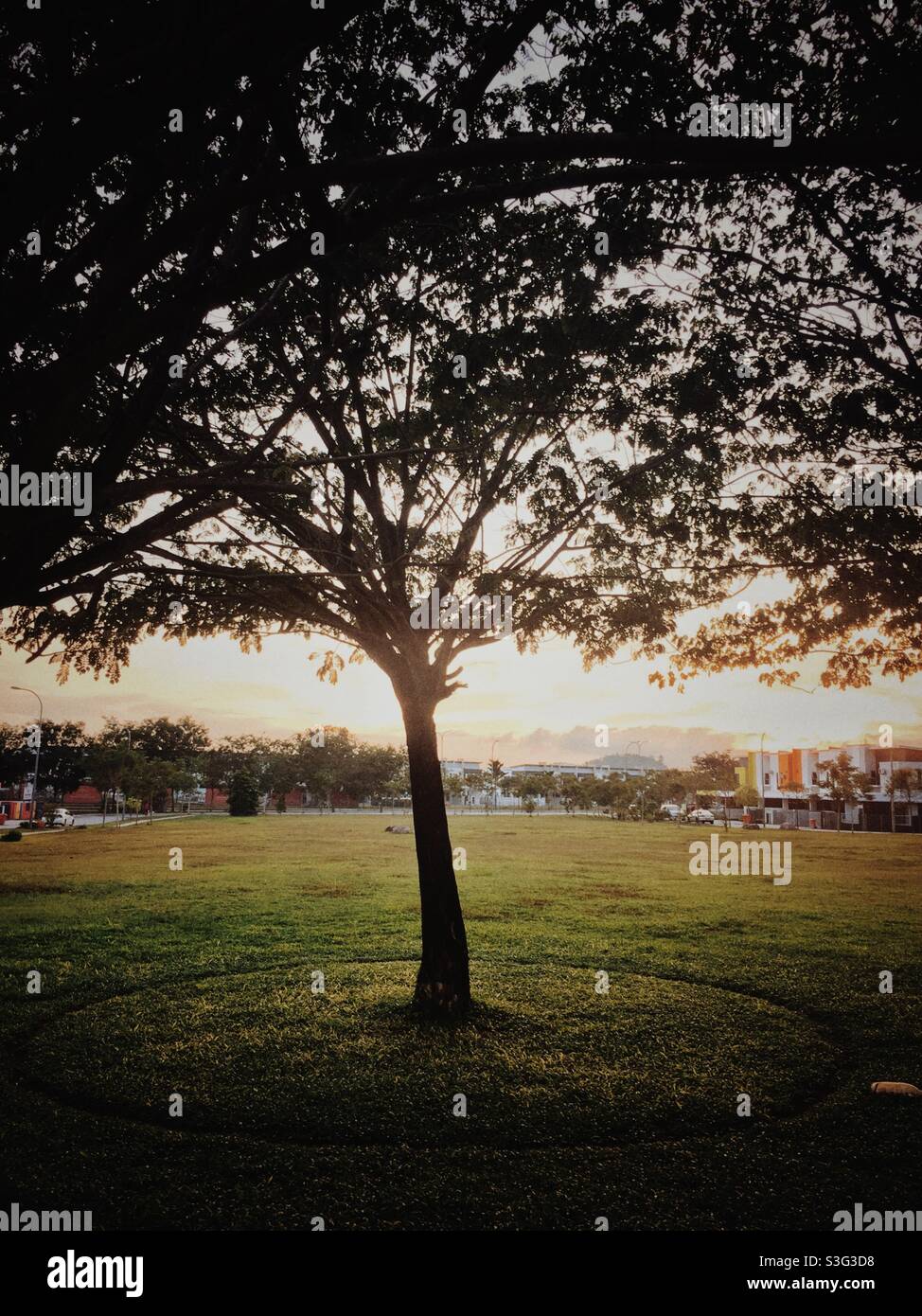 Tree trees park field hi-res stock photography and images - Alamy