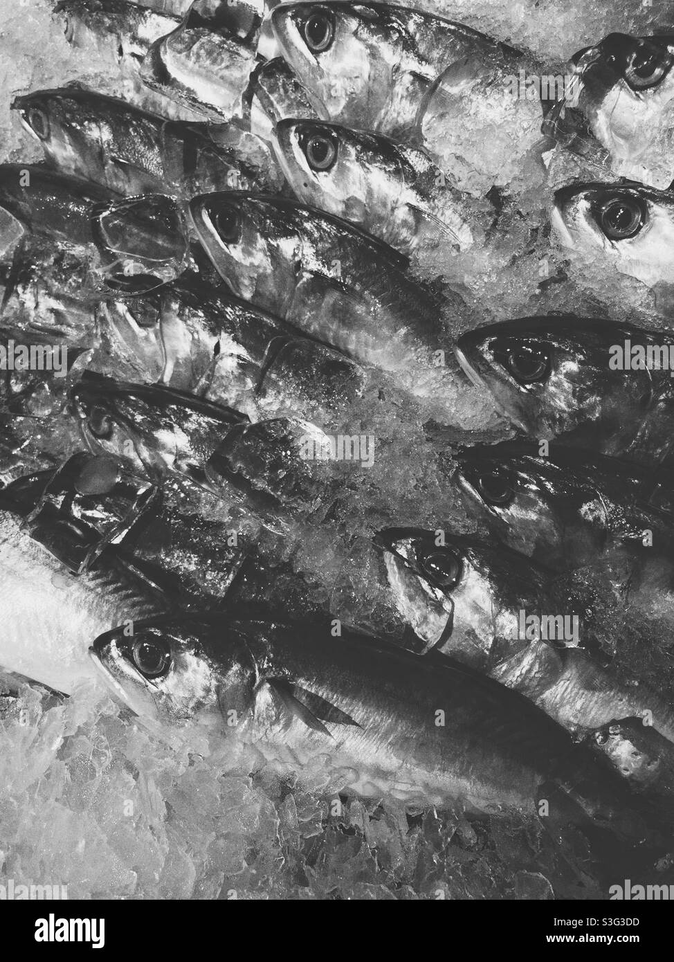 Sardines on ice Stock Photo - Alamy