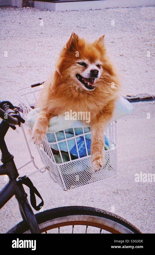 Happy Pomeranian dog in basket of bicycle Stock Photo