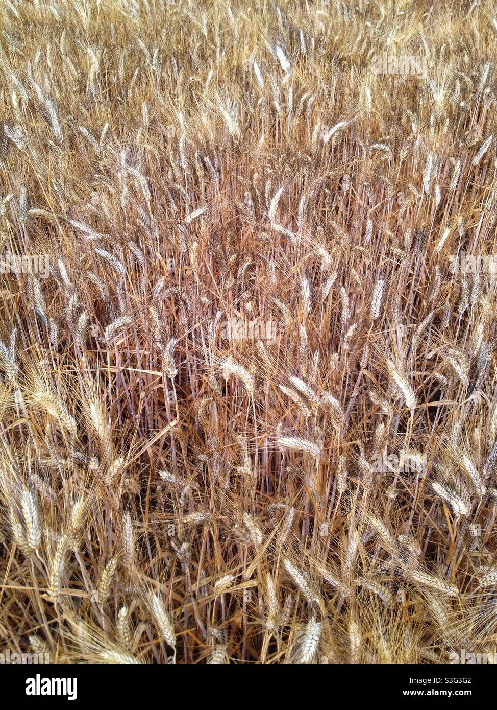 Wheat field in Spring - Smartphone Captured Stock Image