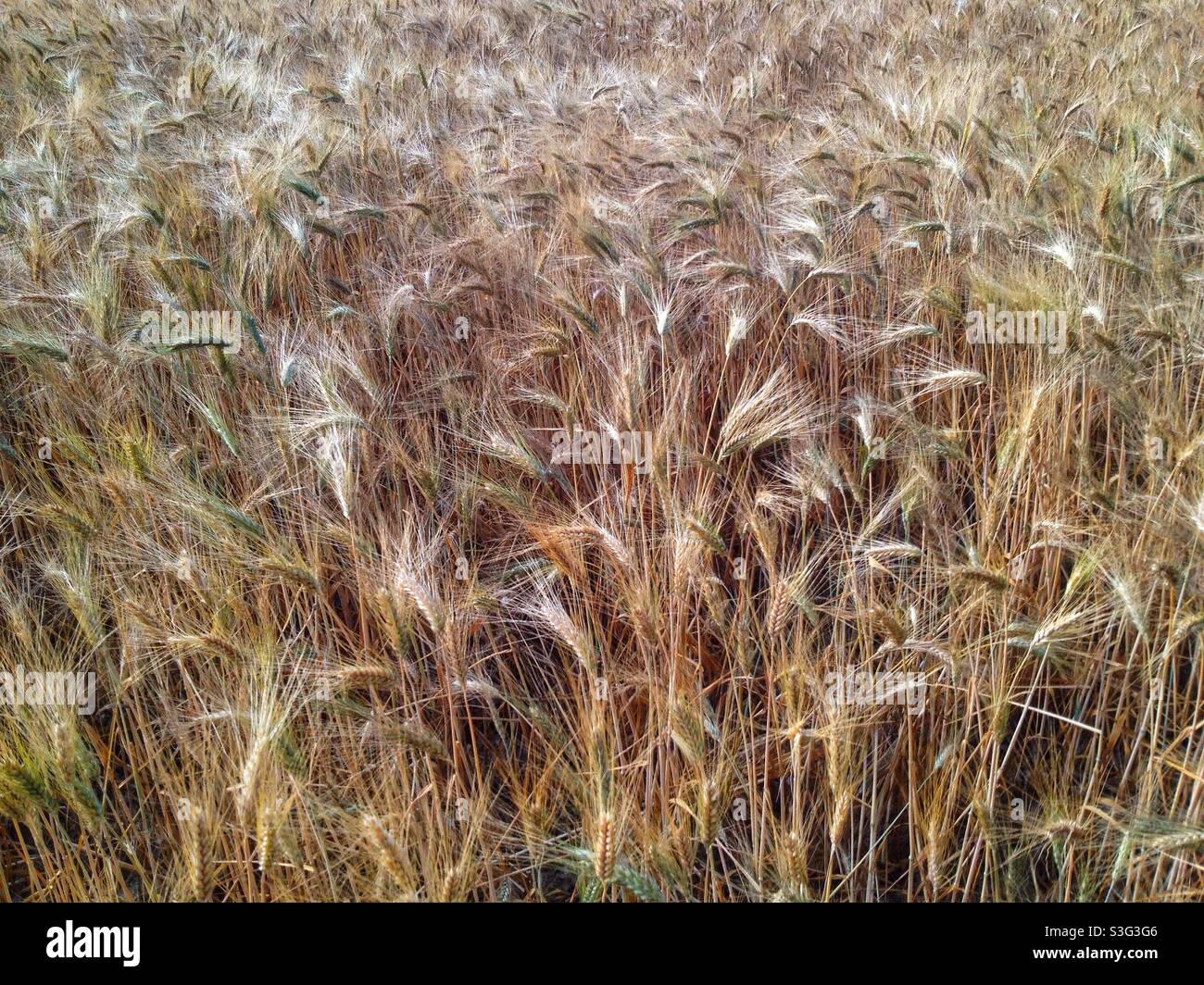 Wheat field in Spring - Smartphone Captured Stock Image