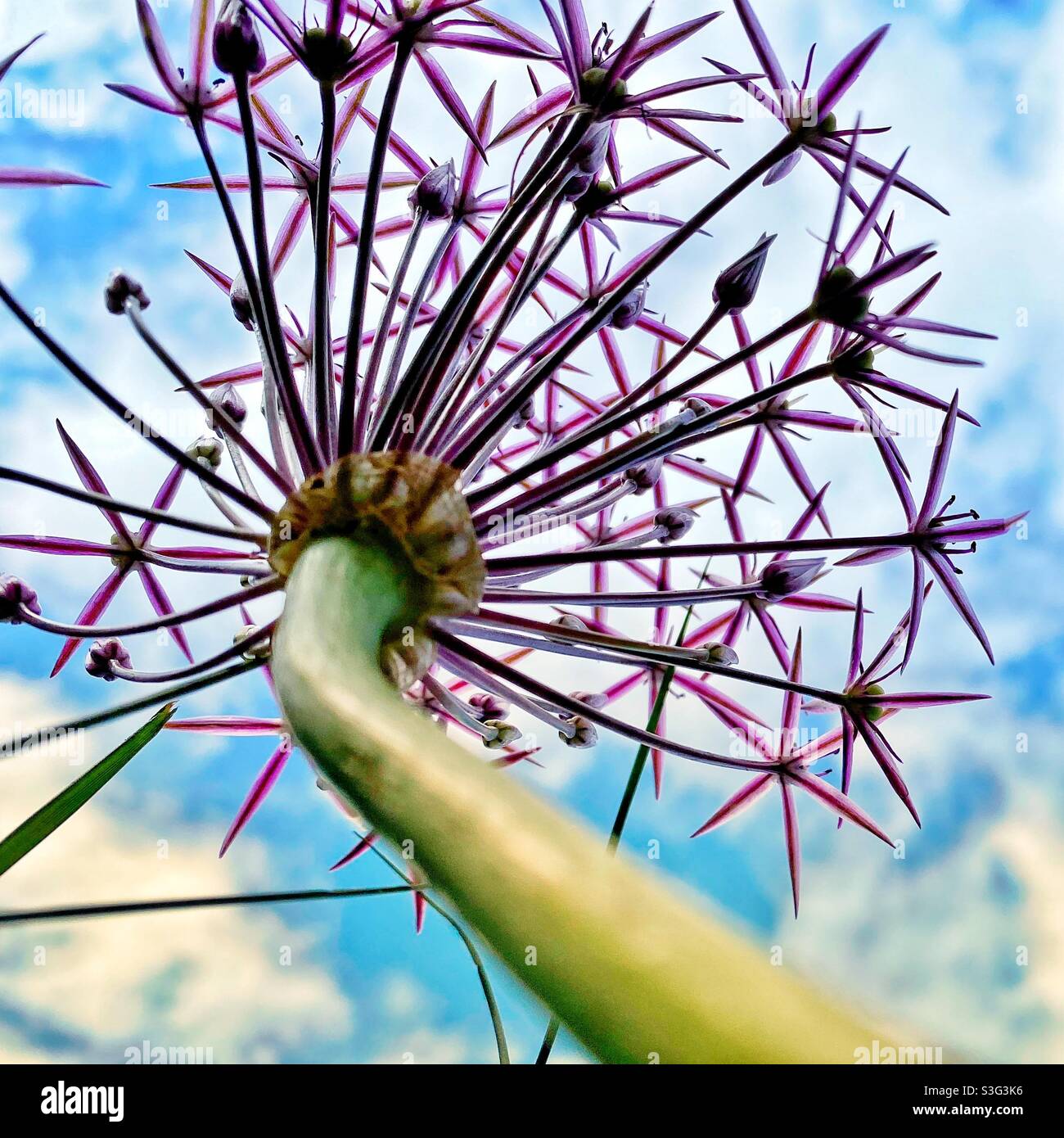 A close up photograph of an allium flower from underneath looking up towards a blue summer sky - Smartphone Captured Stock Image