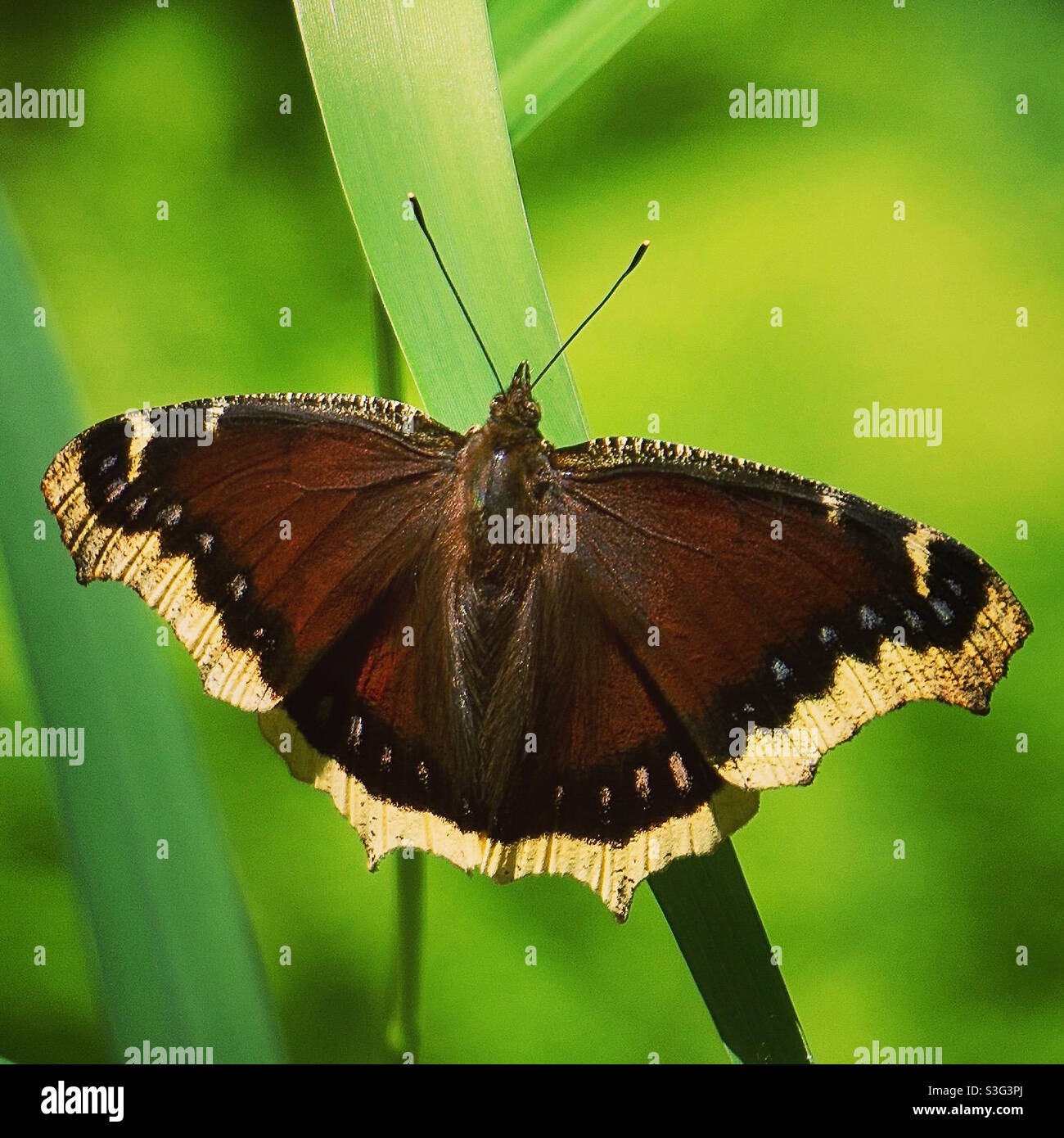 Mourning cloak butterfly Stock Photo Alamy