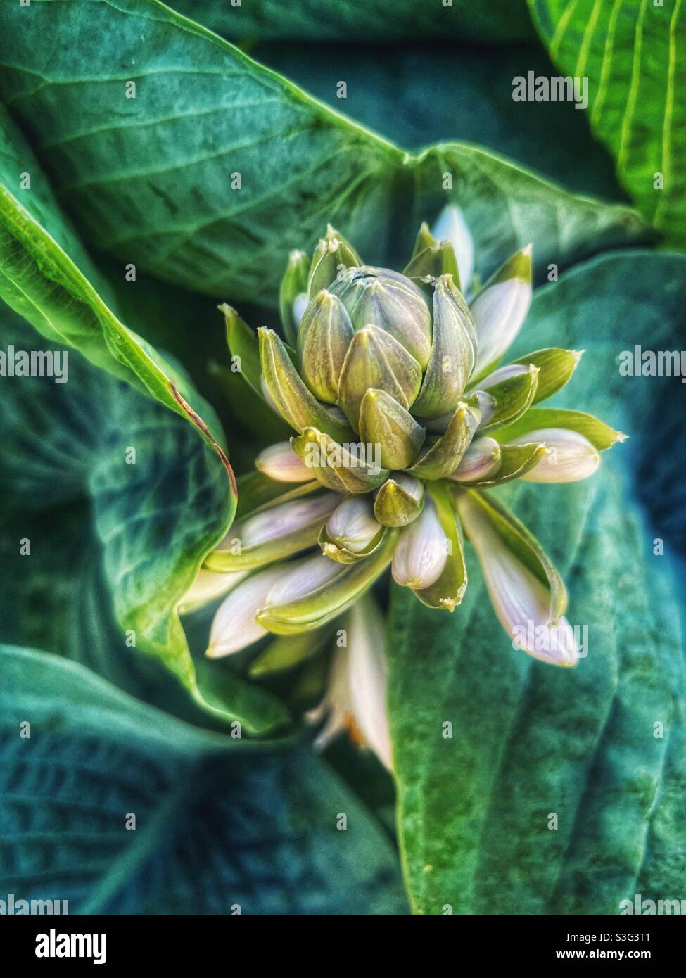 Hosta Flower Stock Photo