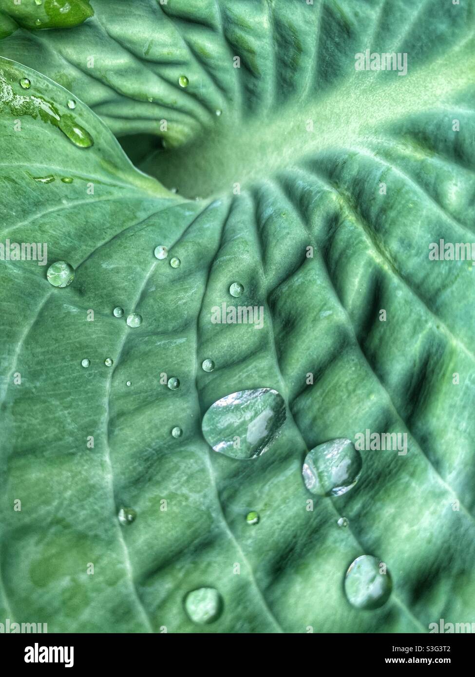 Rain drops on hosta Stock Photo