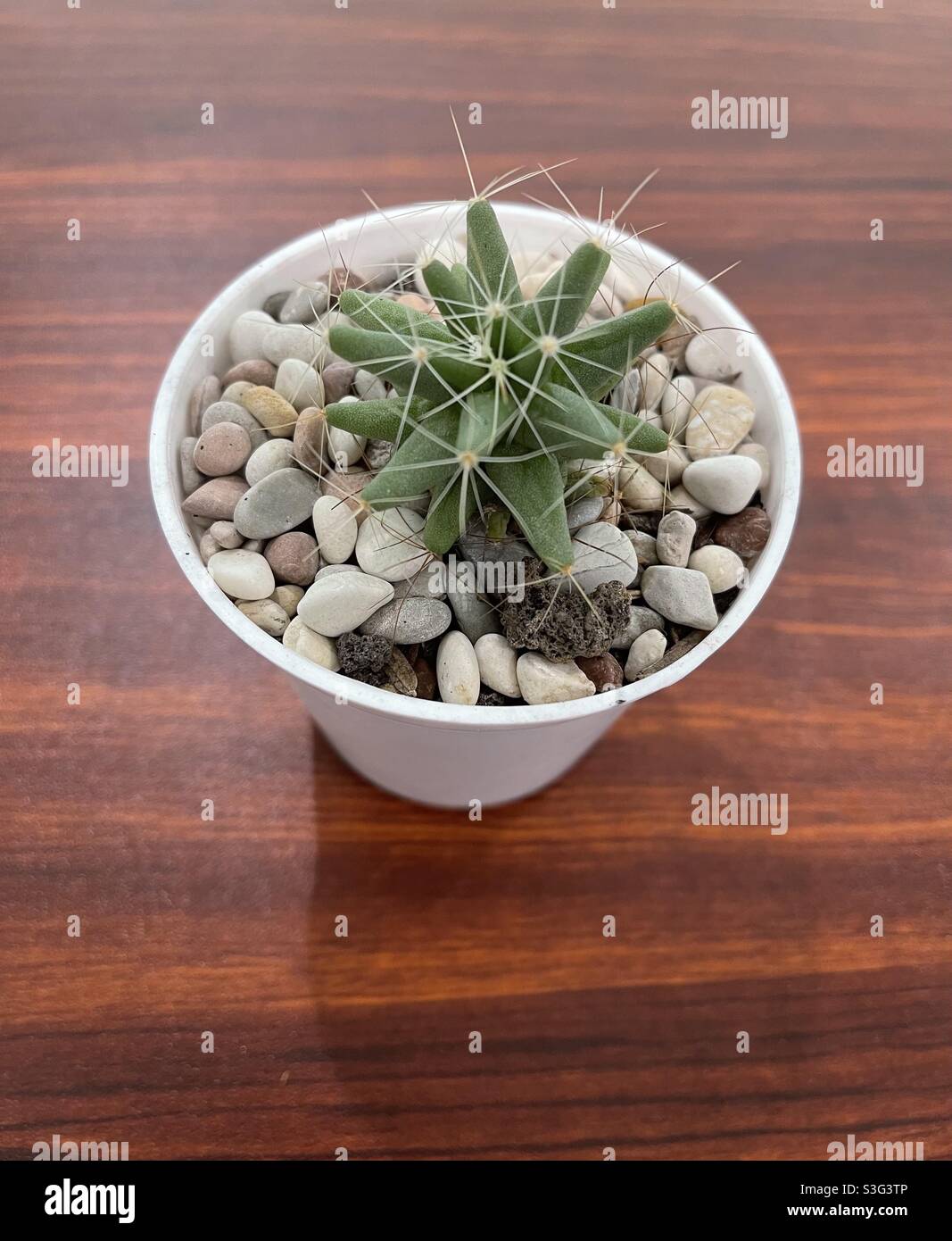 cactus bonsai surrounded with pebbles Stock Photo Alamy