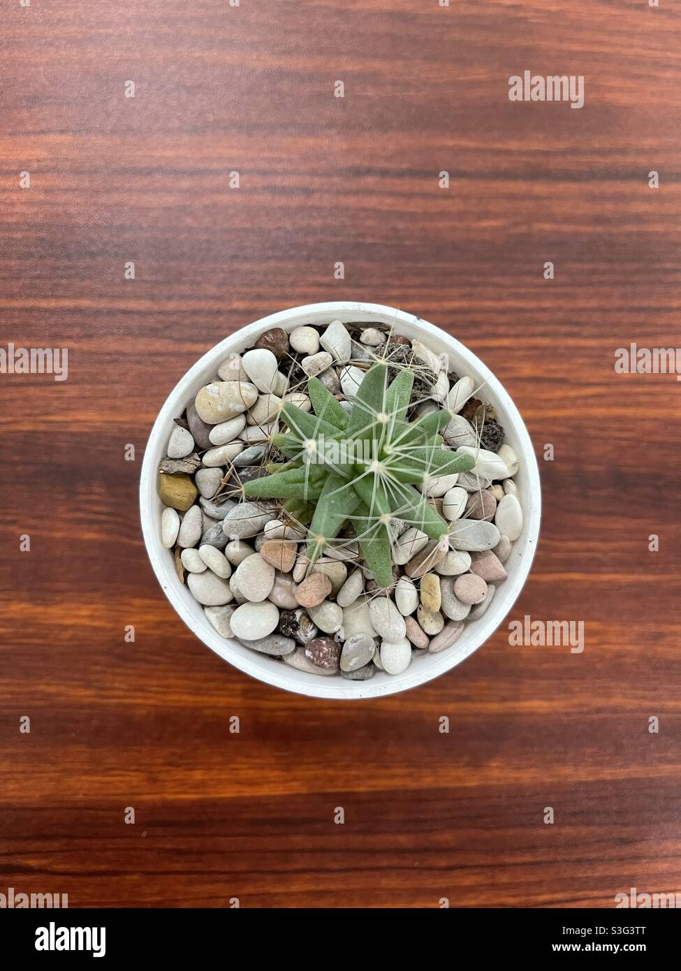bonsai cactus in a white plant pot Stock Photo