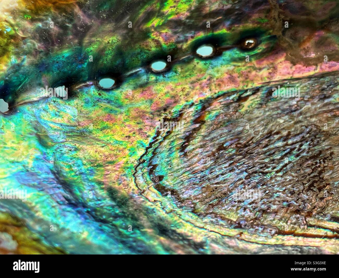 Detail of the inside of a paua shell - Smartphone Captured Stock Image