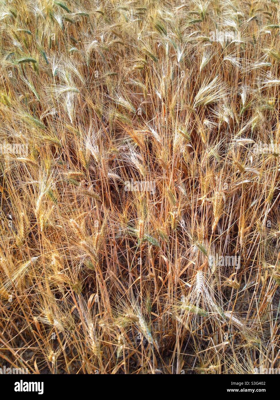 Wheat field in Spring - Smartphone Captured Stock Image