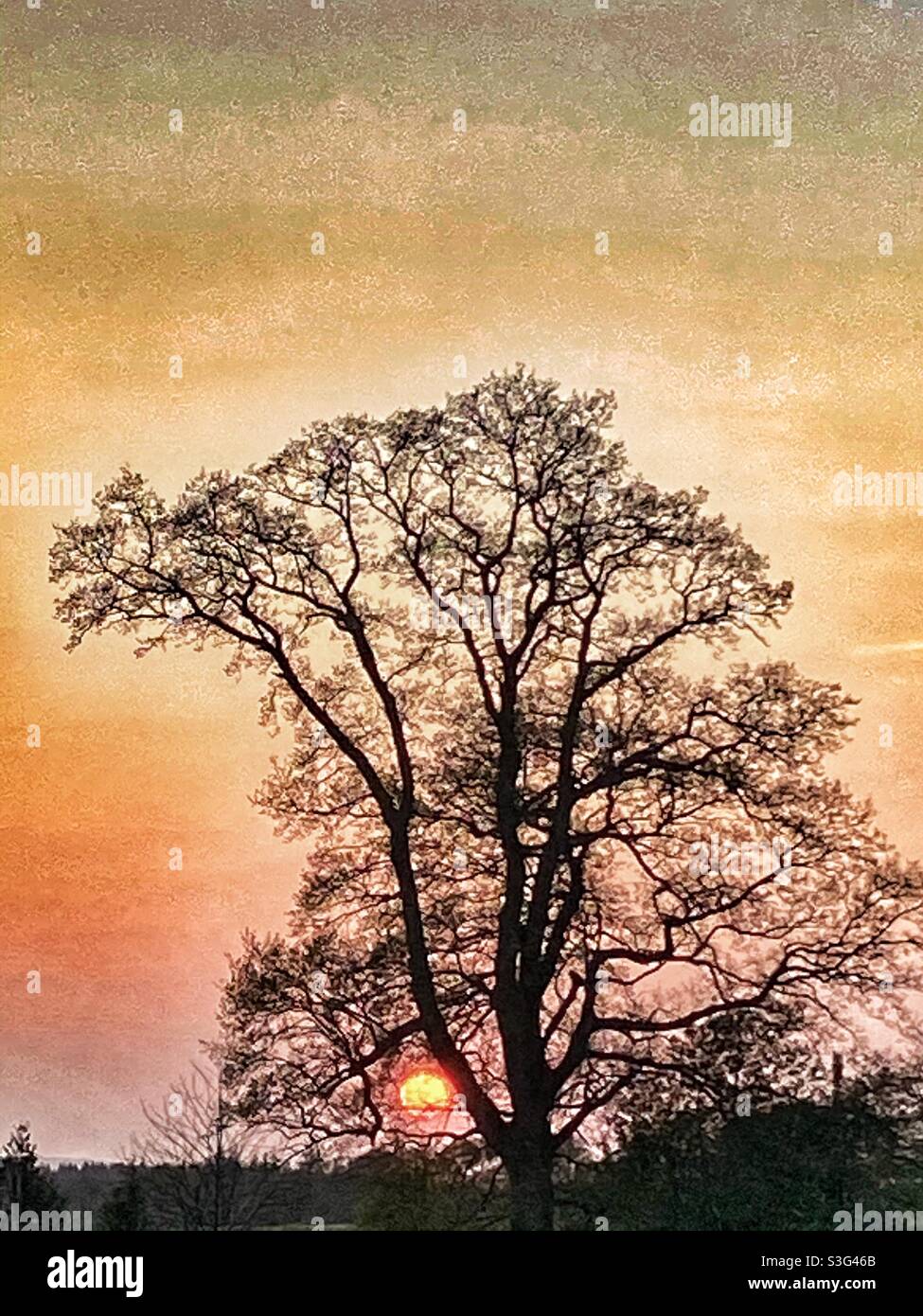 Tree silhouetted against setting sun Stock Photo - Alamy