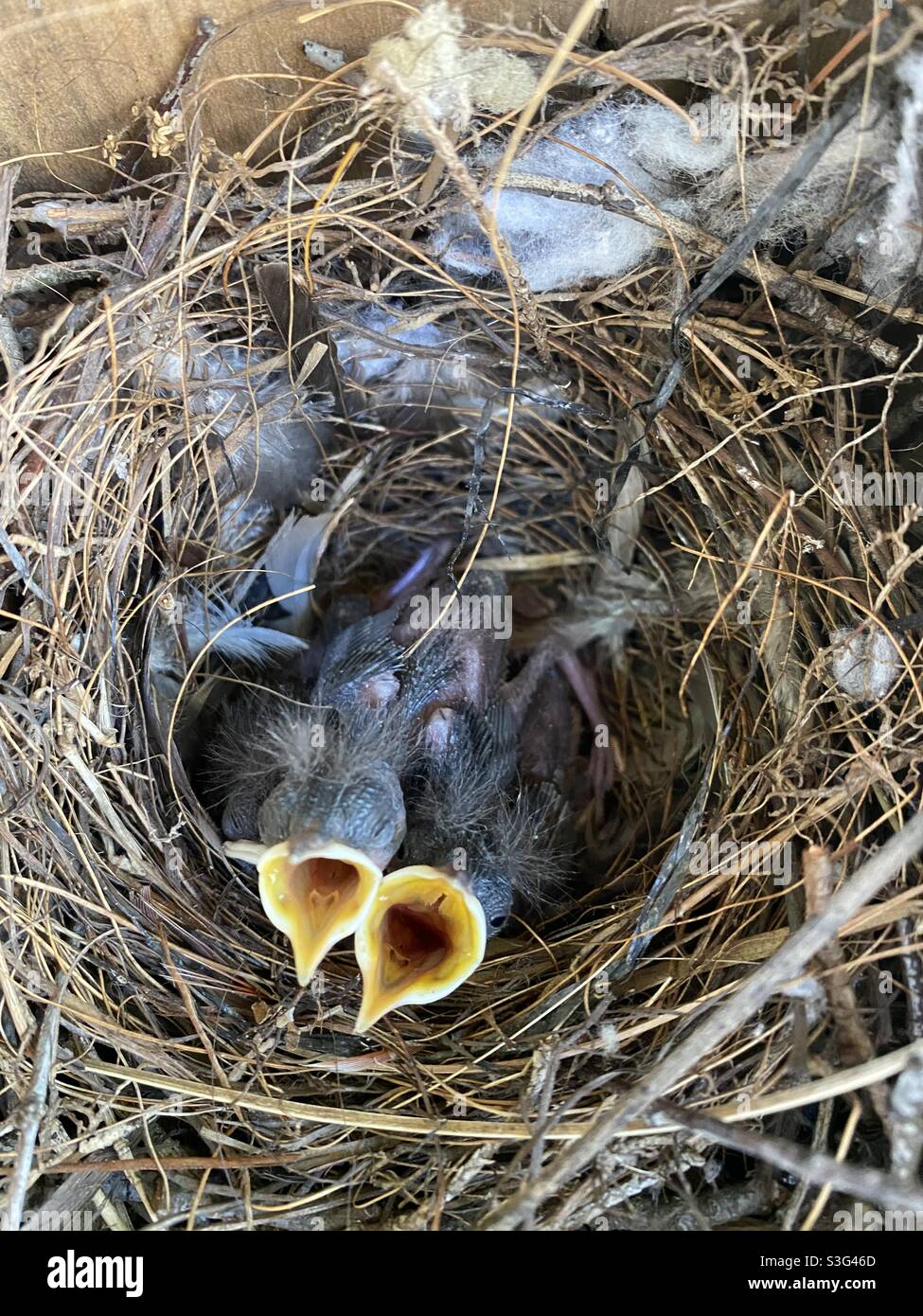 Days old house wren chicks open their beaks for food. - Smartphone Captured Stock Image