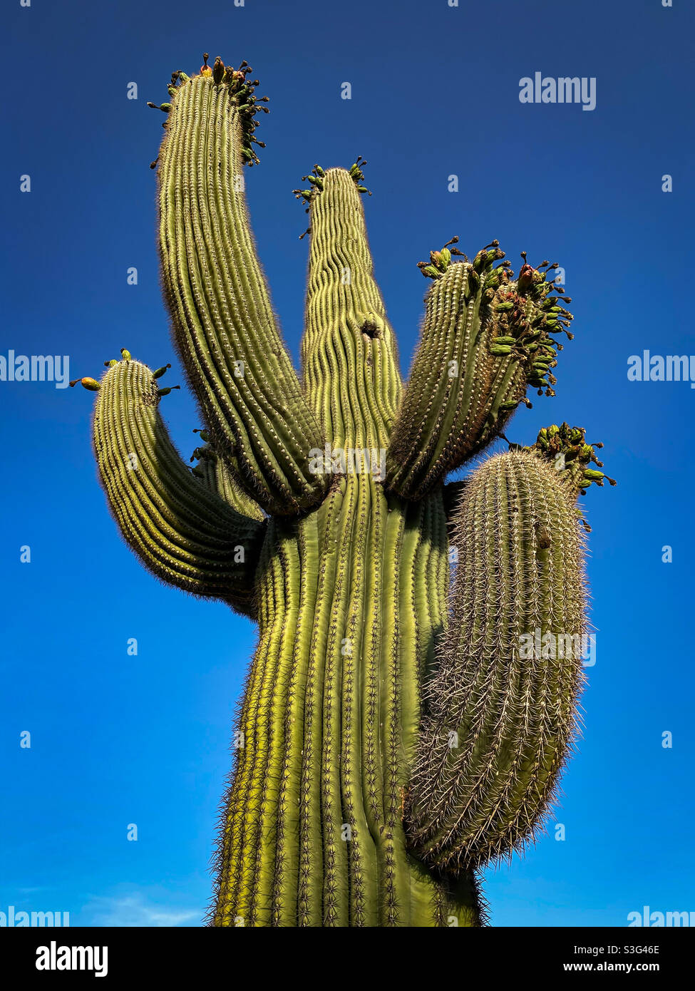 Saguaro cactus with its ripening fruit Stock Photo - Alamy