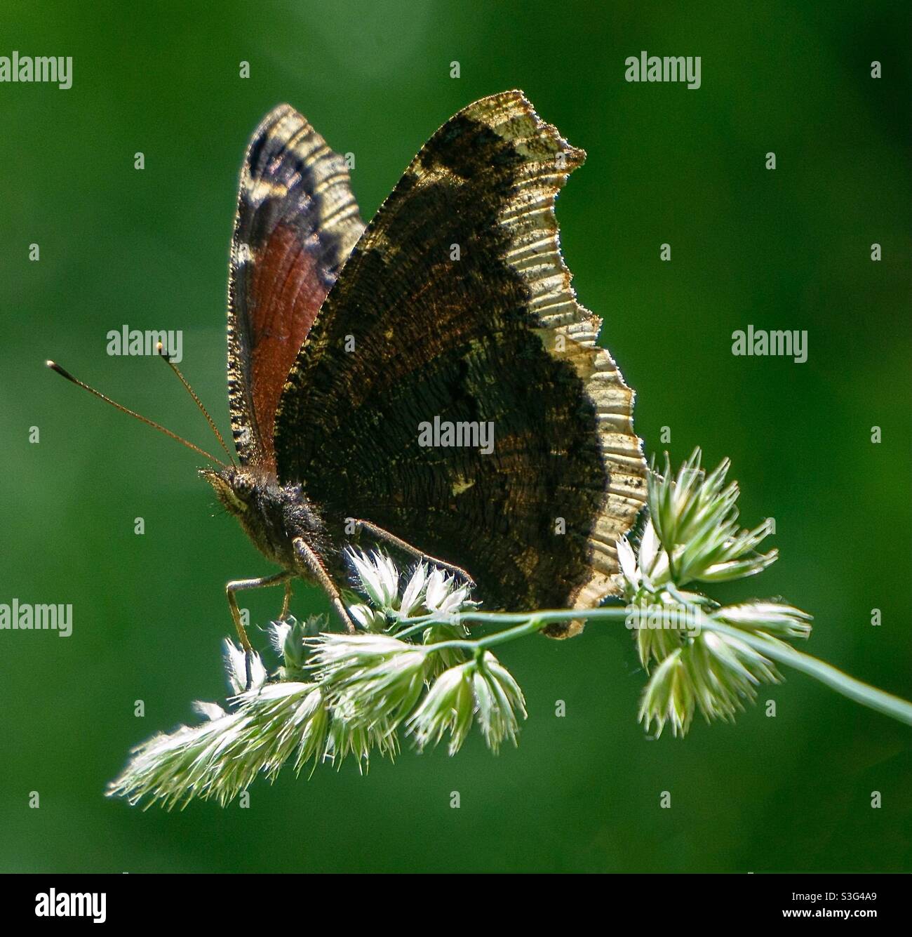 Mourning cloak butterfly Stock Photo Alamy