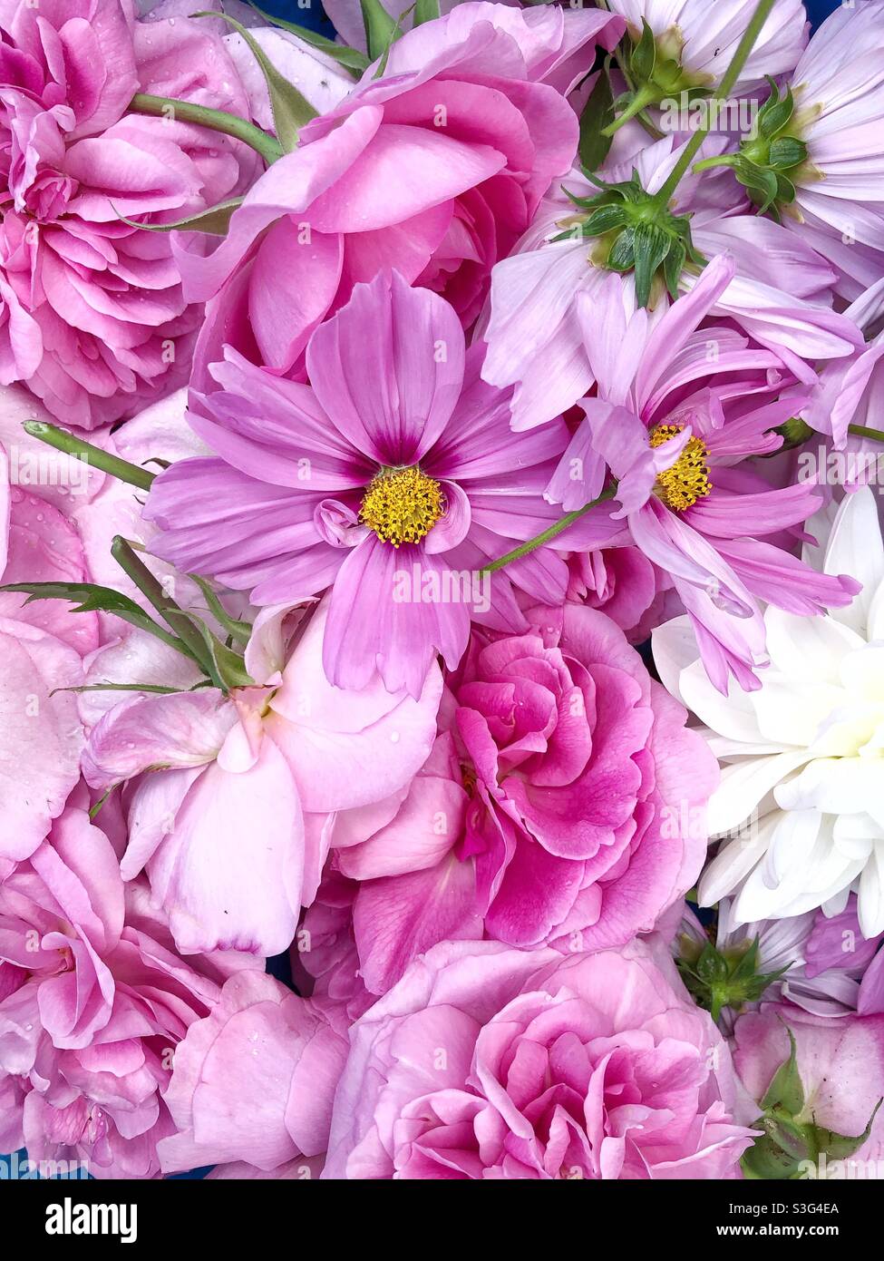 Full frame nature background of beautiful pink flowers that have been deadhead with copy space - Smartphone Captured Stock Image