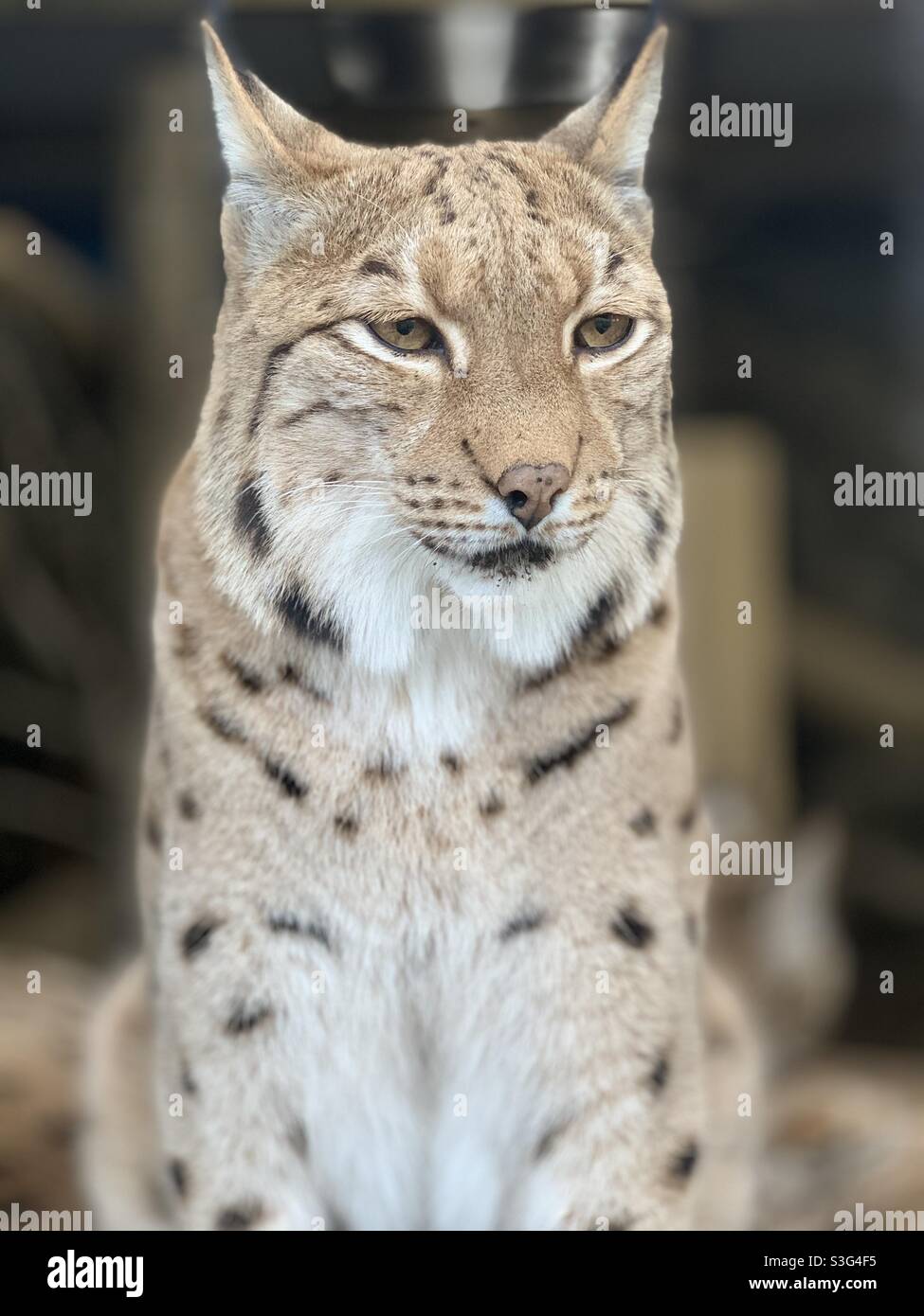 Snow Leopard Stock Photo