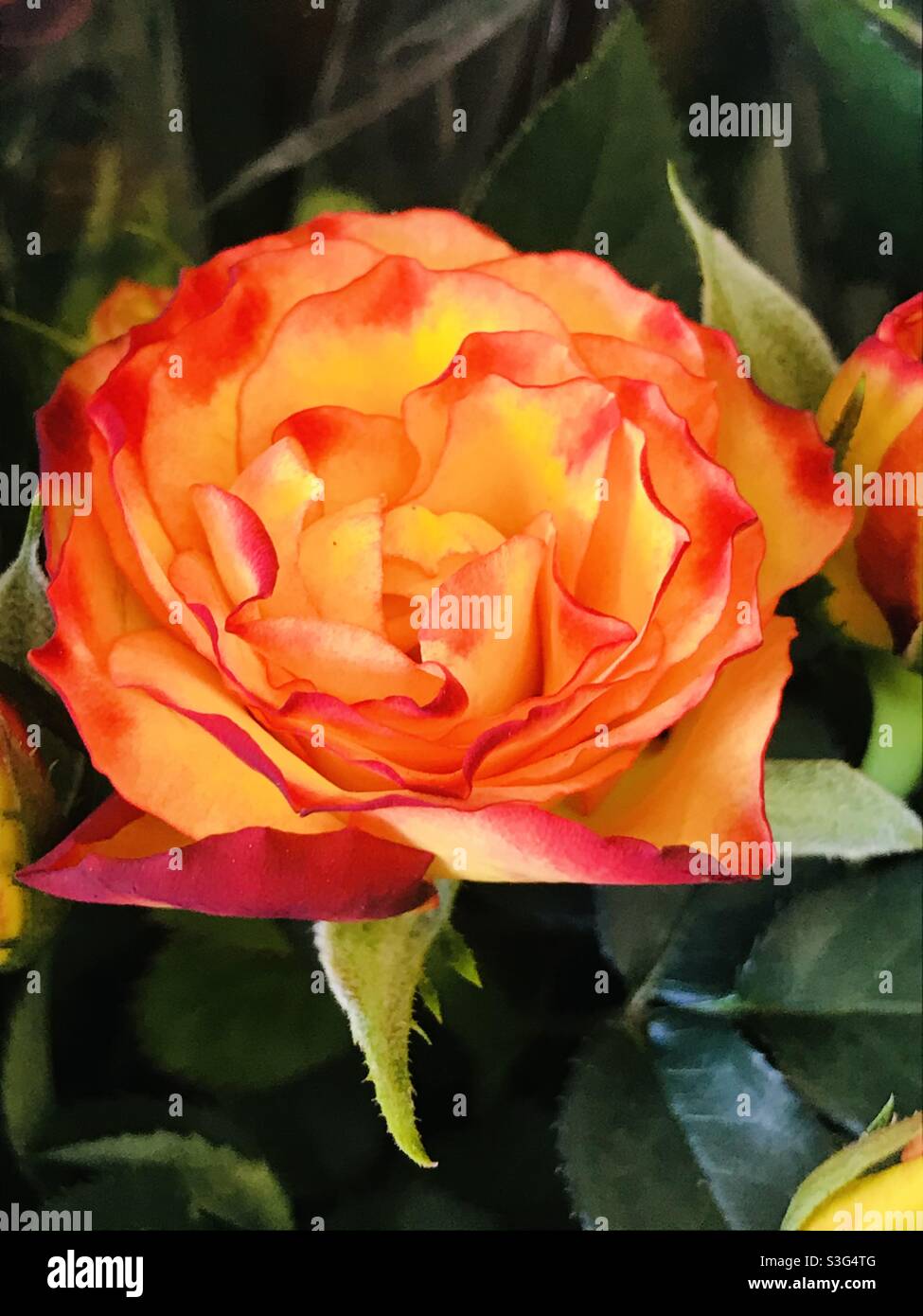 beautiful Carnation red & orange coloured roses bloomed in nursery for sale , velvet roses, rose bud, Valentine’s Day gift - multi colour rose - rose and rose bud Stock Photo