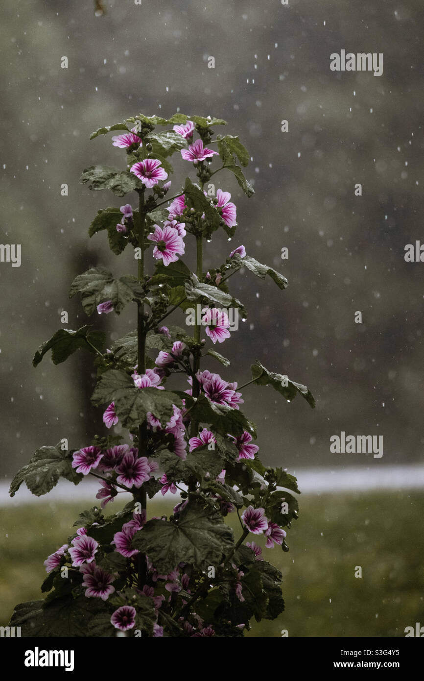 Flowers falling over hires stock photography and images Alamy