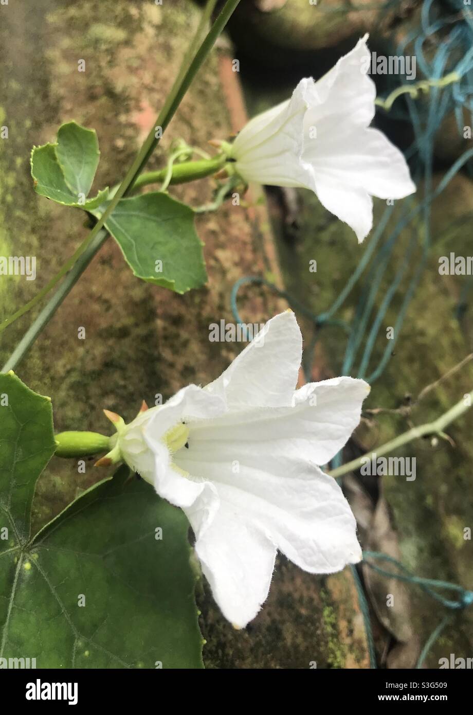 Coccinia flower Stock Photo