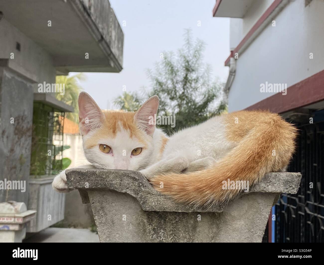 Cute cat looking at camera - Smartphone Captured Stock Image