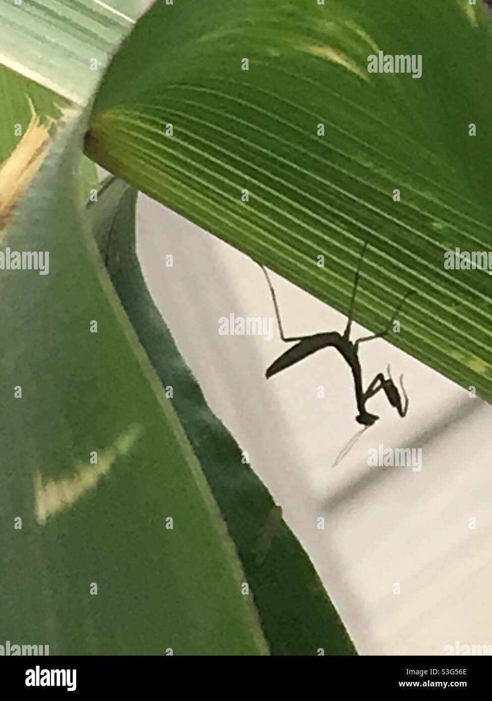 Praying mantis hanging upside down on a corn leaf Stock Photo Alamy