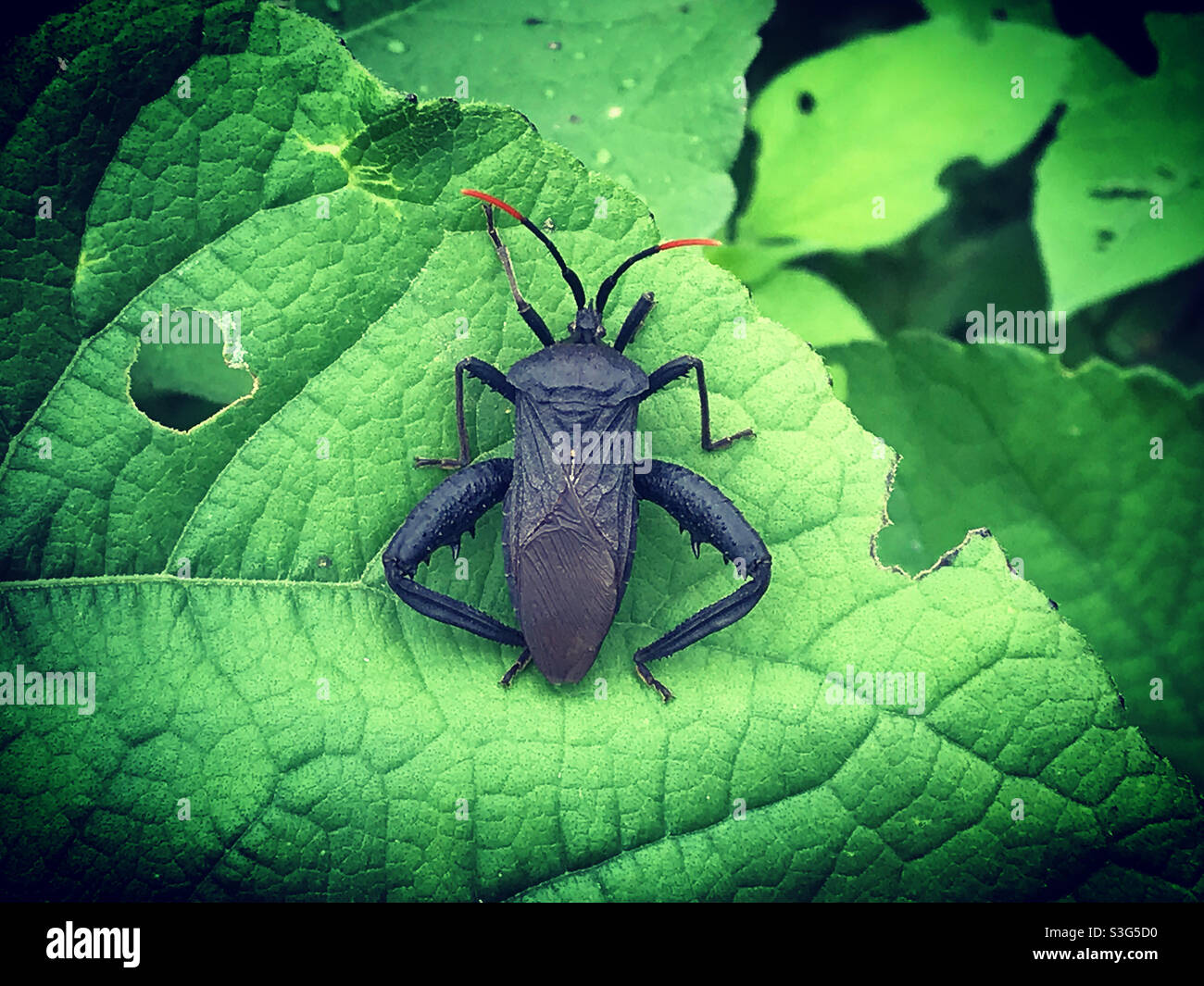 A black bug perches on a green leaf in Queretaro, Mexico Stock Photo ...