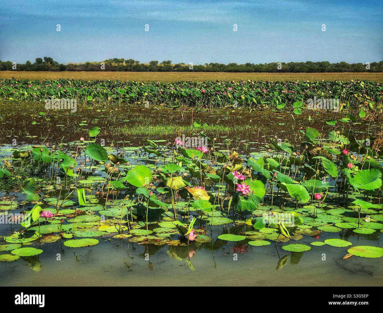 Water lilies at Yellow Water Billabong, Kakadu National Park, Northern Territory, Australia - Smartphone Captured Stock Image