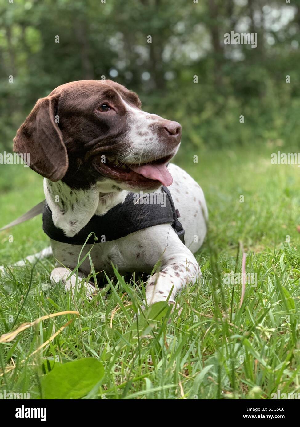Olddanish pointer dog in a leash lay in Long grass Stock Photo