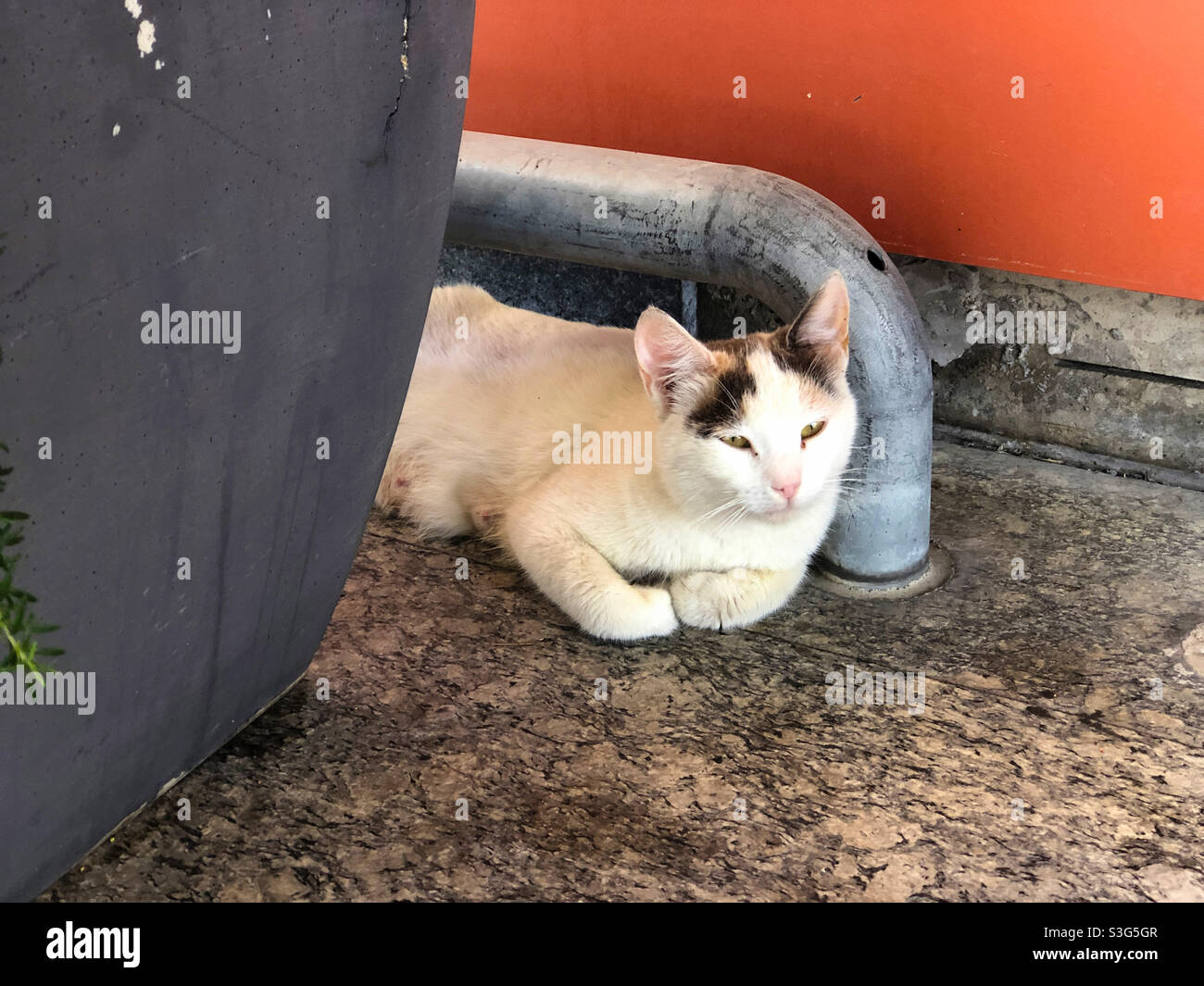 A stray cat of Cyprus. Cats have been on the island for thousands of years, but the stray cat population exceeds the human population of the island. Many volunteers feed some of the cats. - Smartphone Captured Stock Image