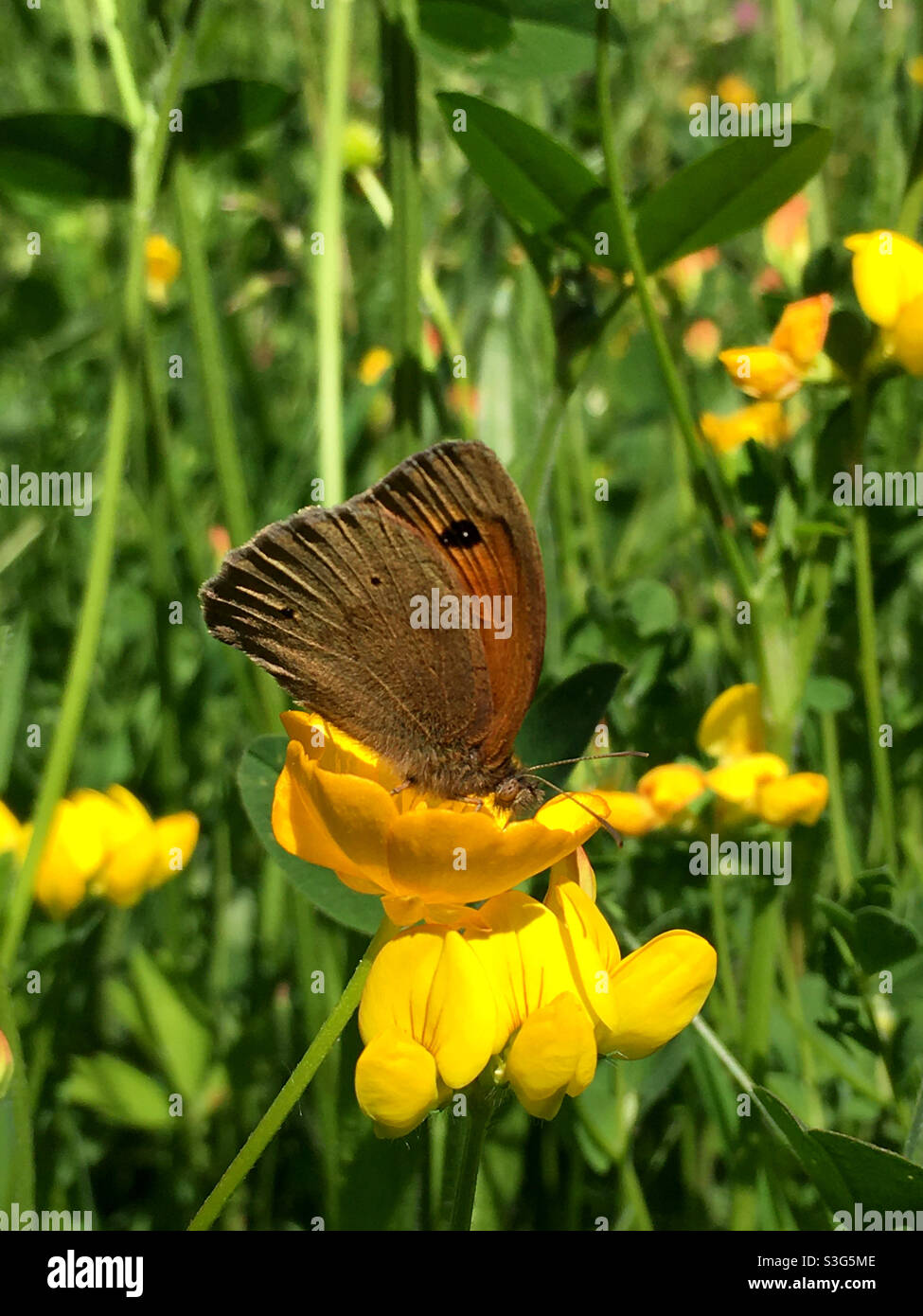 Meadow brown - Smartphone Captured Stock Image