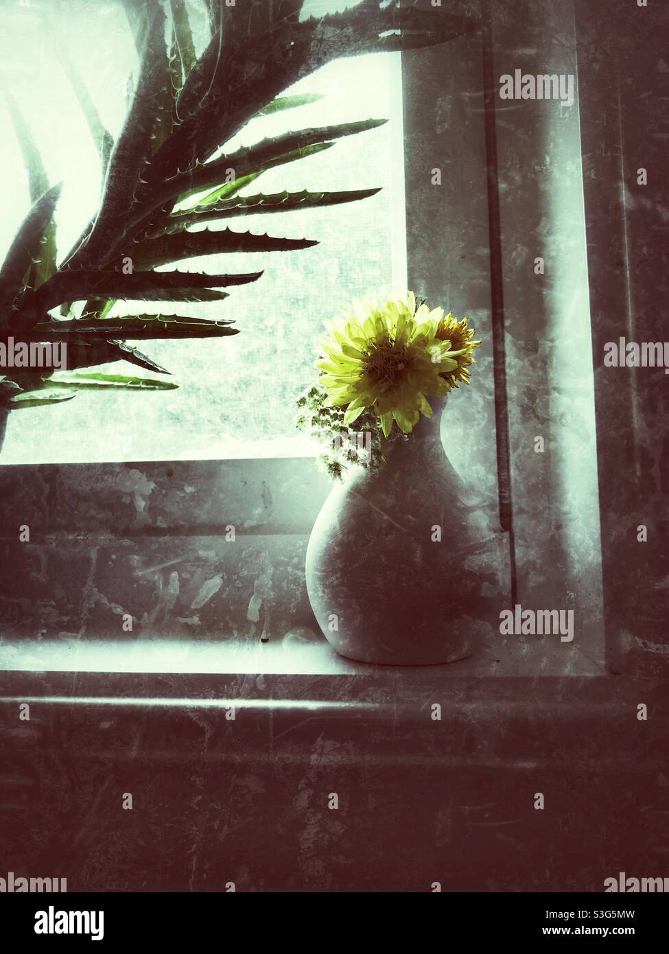 Child’s wildflower posie containing a blossom of Carolina desert chicory in a small vase in the window - Smartphone Captured Stock Image