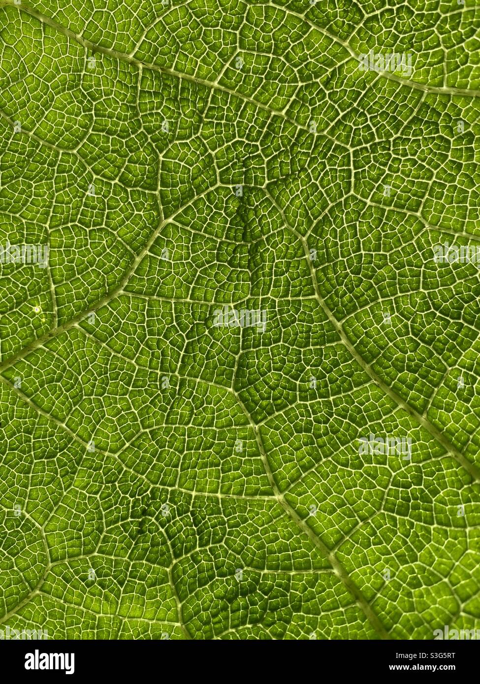 Network of veins in a sunlit leaf look like streets and buildings in a city Stock Photo