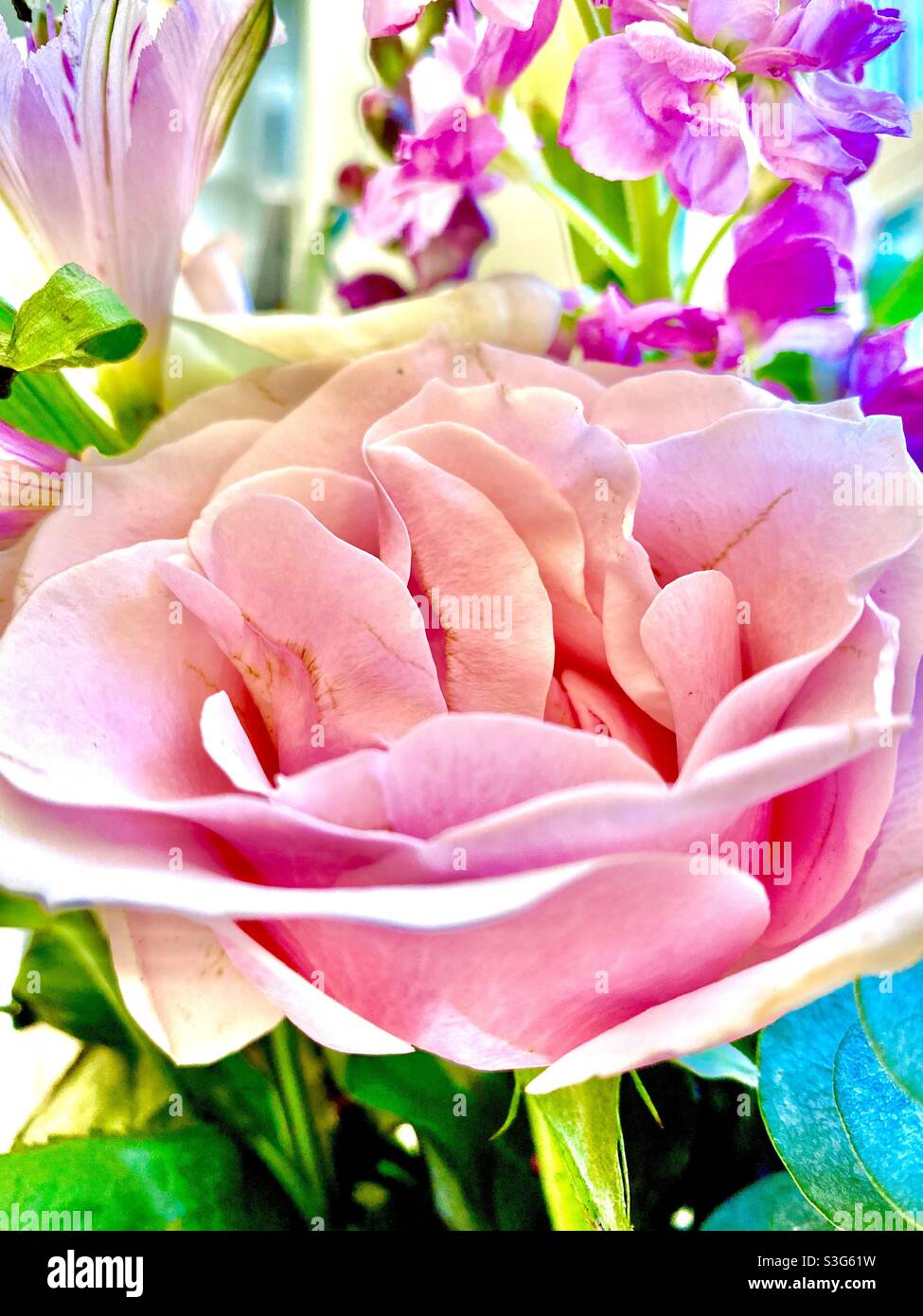 Pink Rose Stock Photo