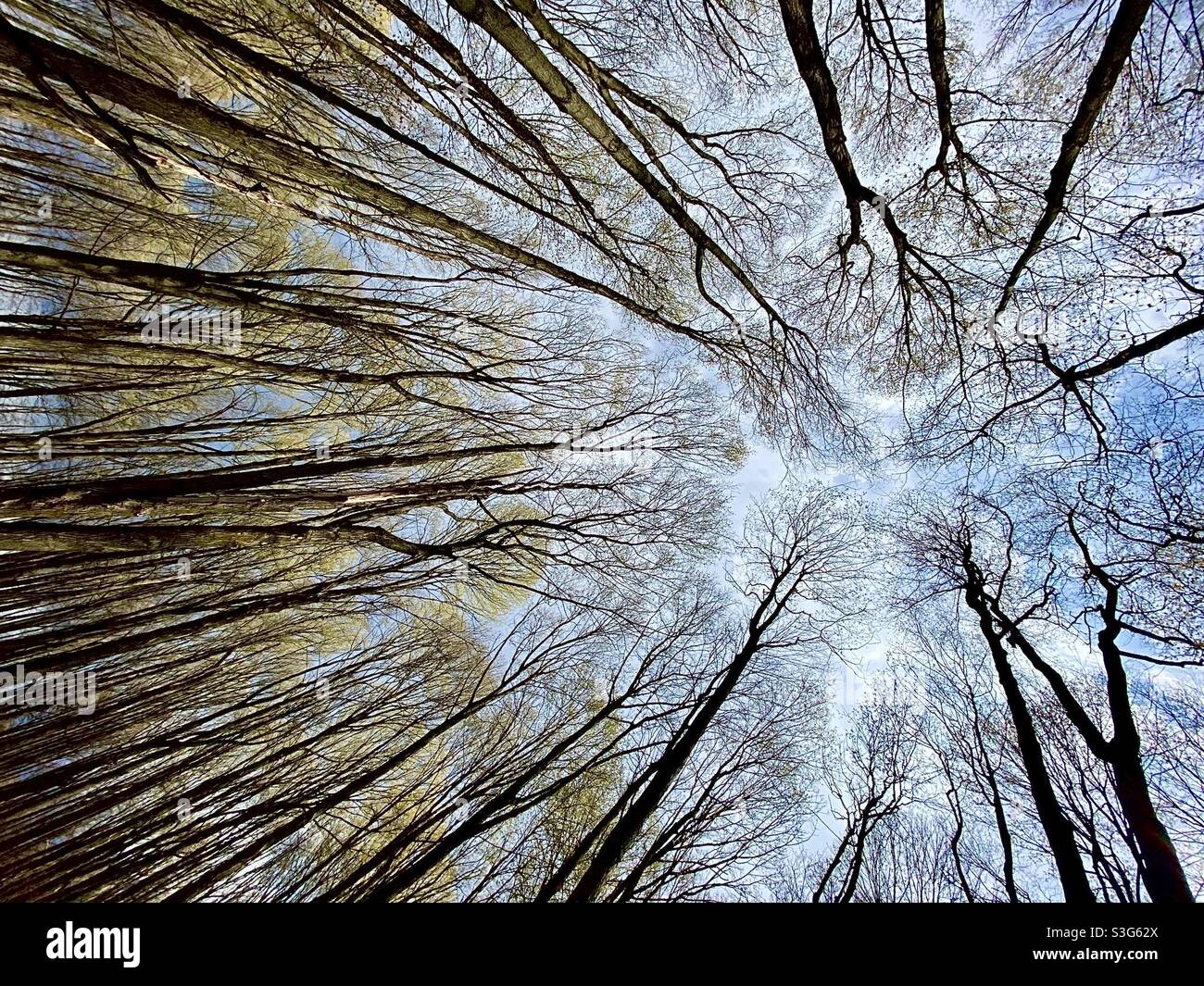 Jefferson Forest, Richmond Hill, trees, spring - Smartphone Captured Stock Image