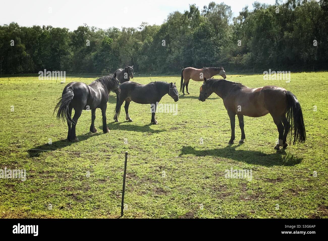 Five horses with eye masks in a field in summer - Smartphone Captured Stock Image