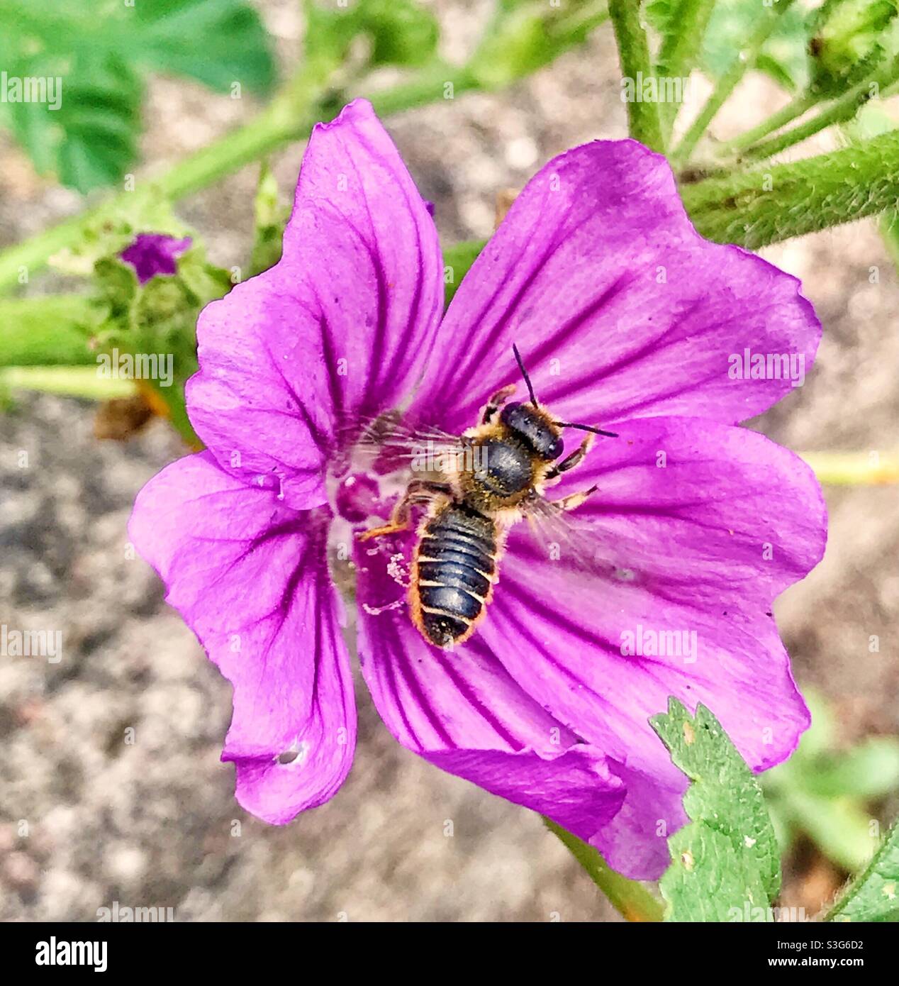 Close up of a bee pollinating an Iberian Geranium flower. Stock Photo