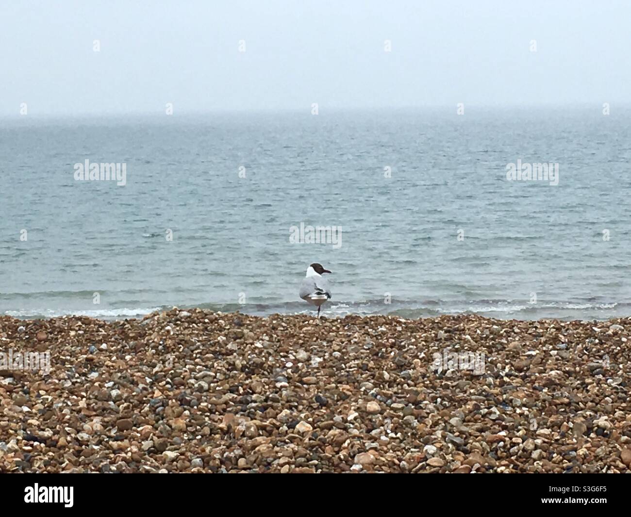 Seagull standing on one leg on pebbly beach Stock Photo