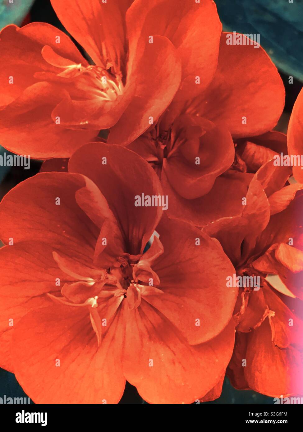 Red geranium flowers (pelargonium) Stock Photo