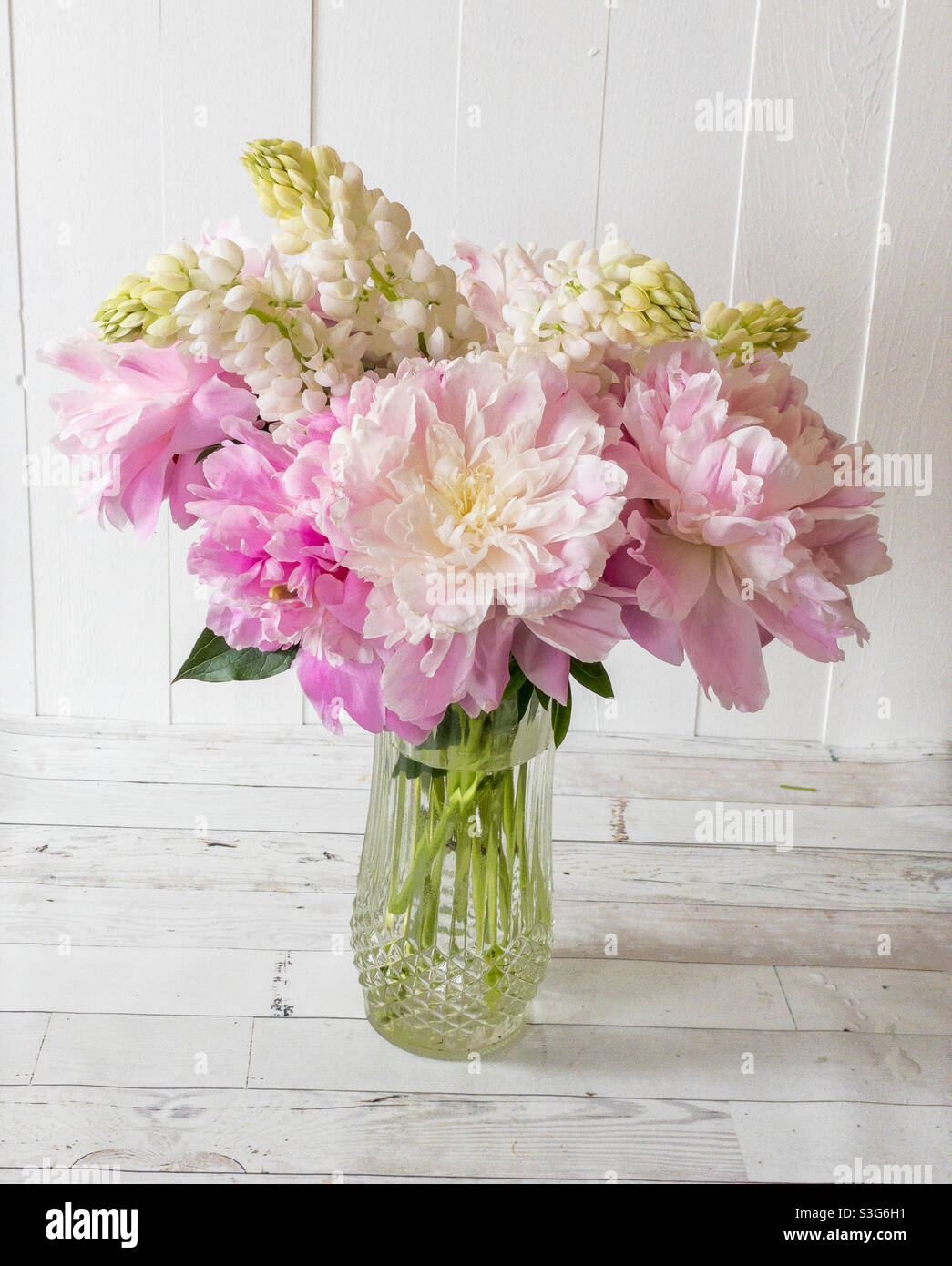 Bouquet of pink peonies and white lupins. - Smartphone Captured Stock Image