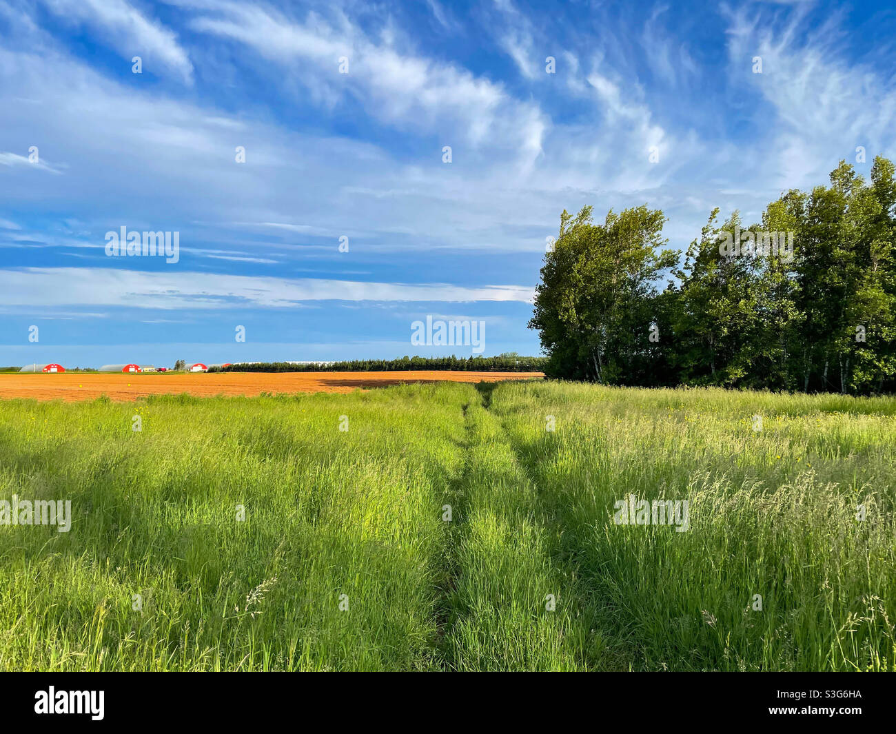 Farmland in rural Prince Edward Island, Canada. - Smartphone Captured Stock Image