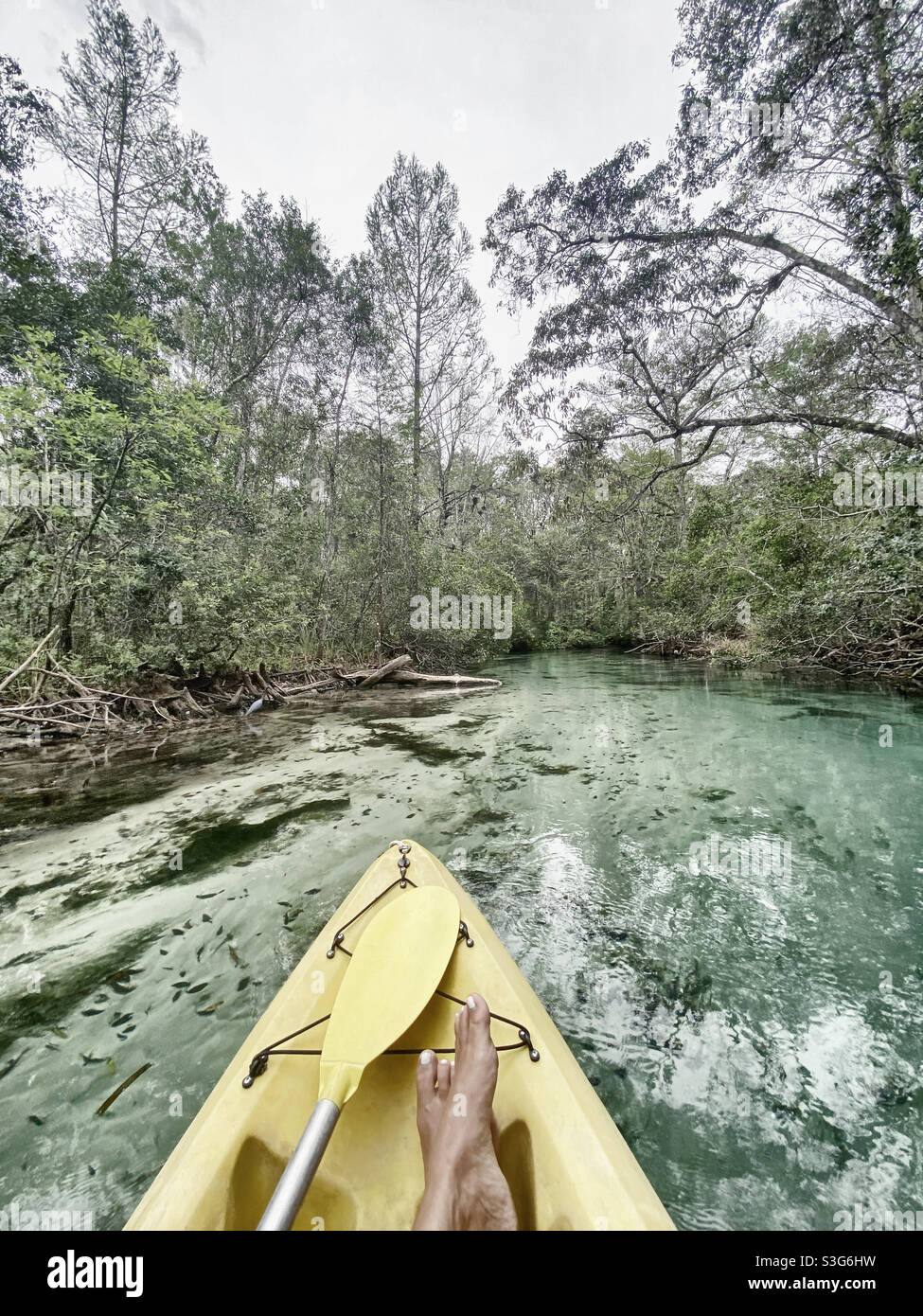 Kayaking Weekie Wachee Springs, Florida - Smartphone Captured Stock Image