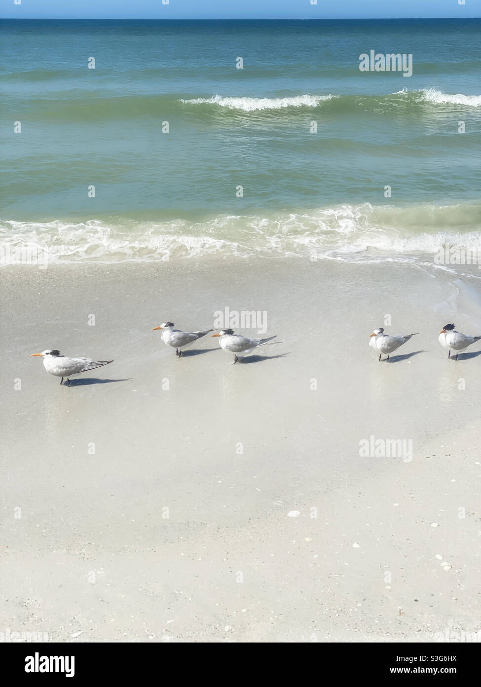 Royal Tern birds on Florida beach Stock Photo