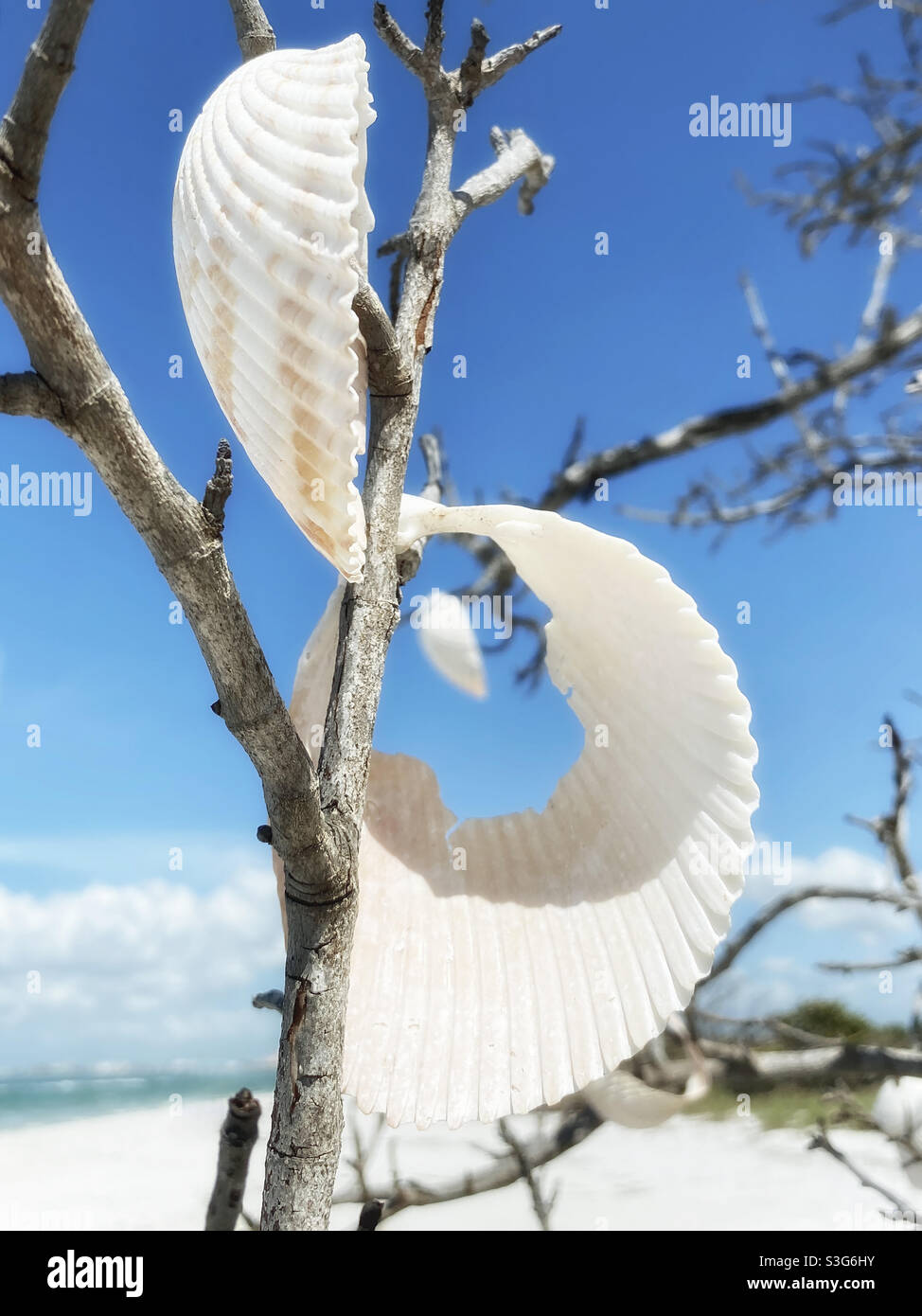 Shells on tree on Shell Key, Florida - Smartphone Captured Stock Image