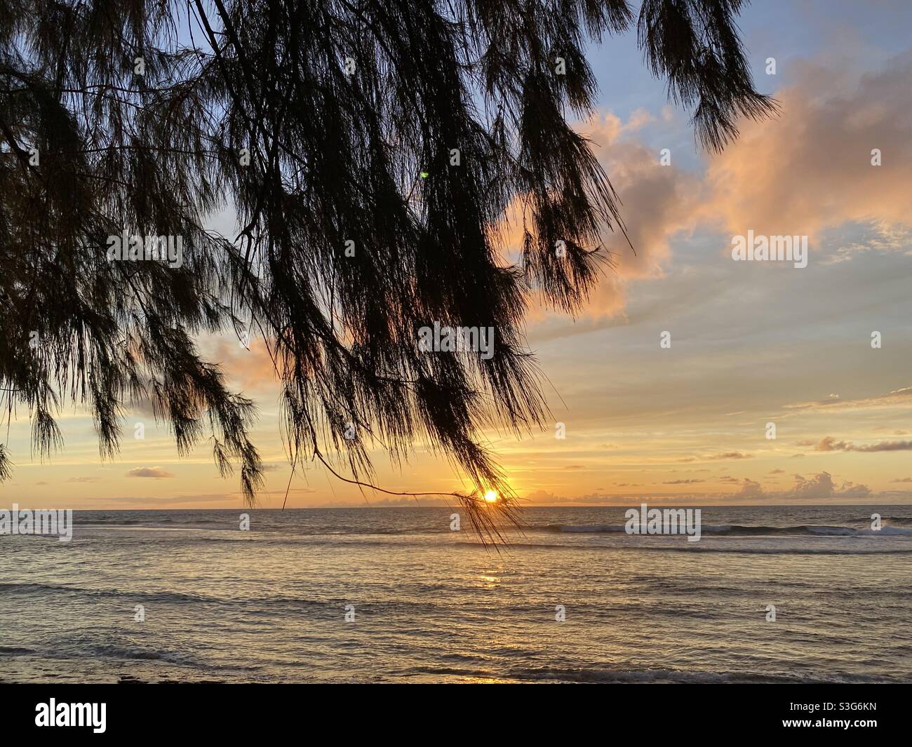 Ironwood tree and sunset on the island of Kawai in Hawaii Stock Photo