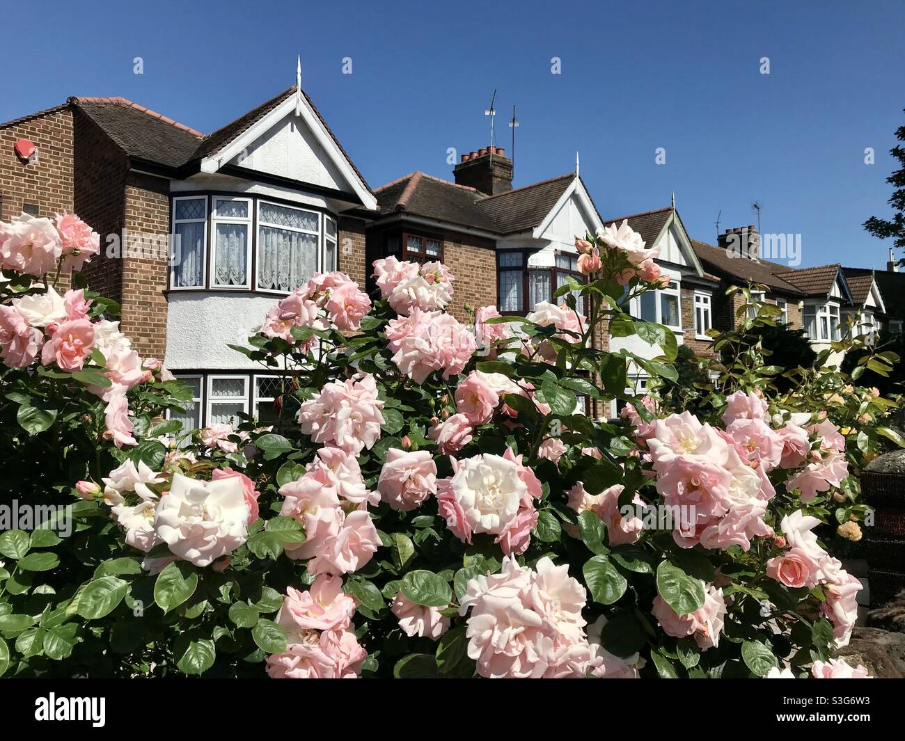 Suburban flowers - Smartphone Captured Stock Image