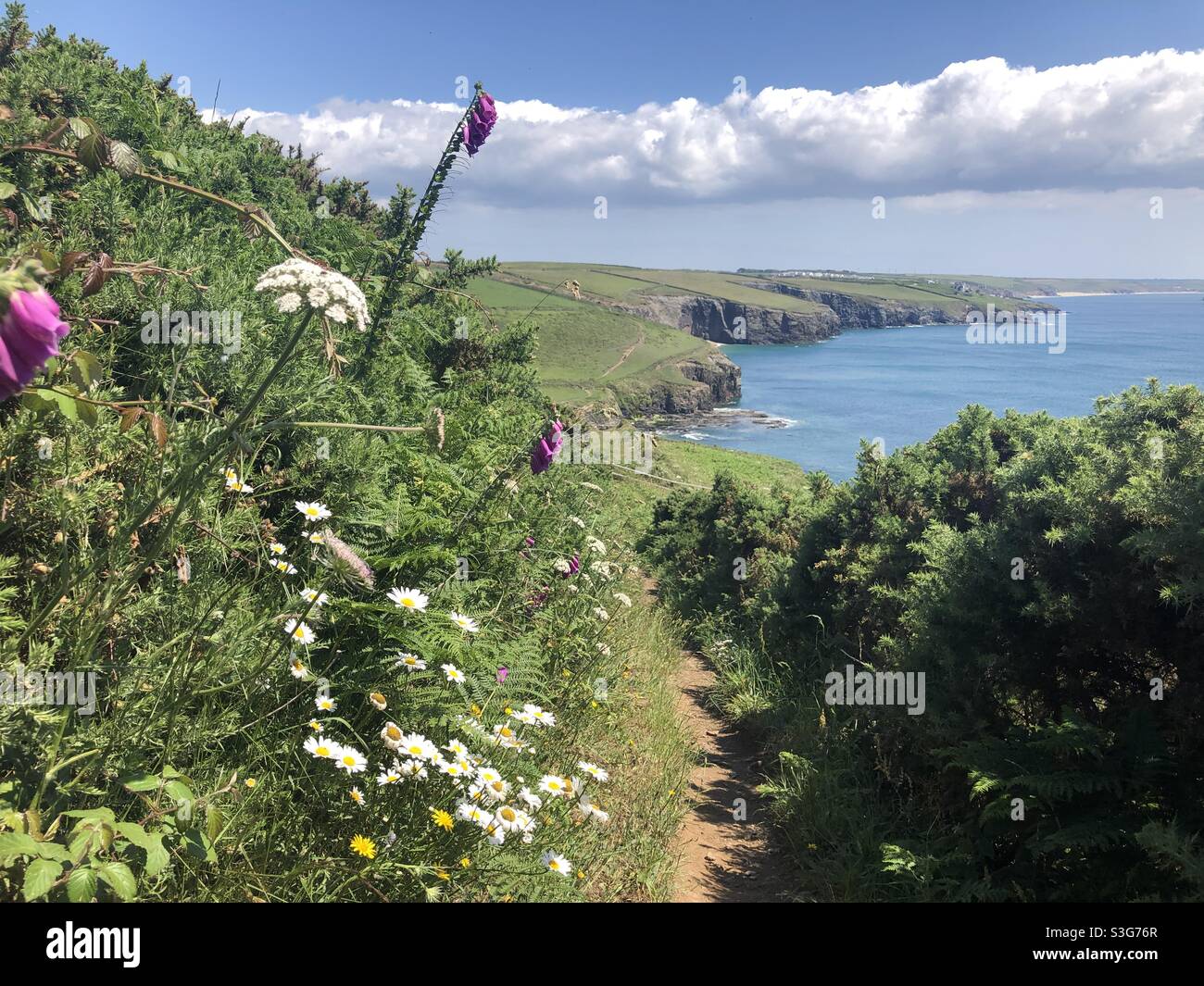 Cornwall coast path with wildflowers in summer Stock Photo