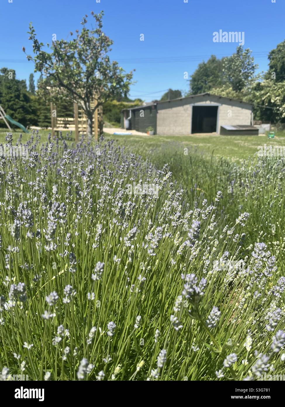Lavender bed in uk garden with barn in distance Stock Photo