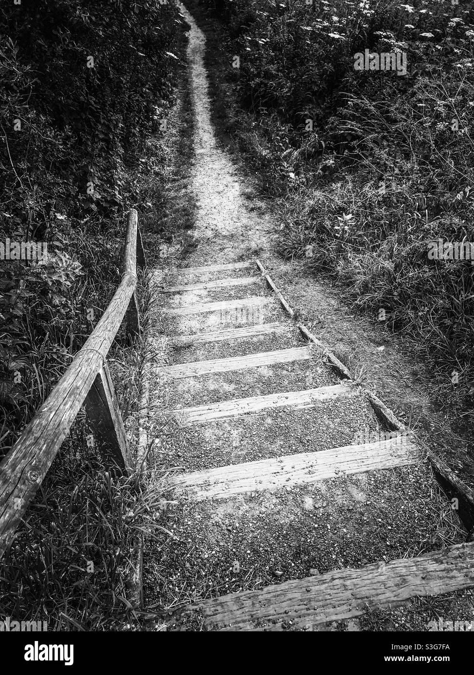 Wooden steps in a nature park - Smartphone Captured Stock Image Wooden steps in a nature park - Smartphone Captured Stock Image