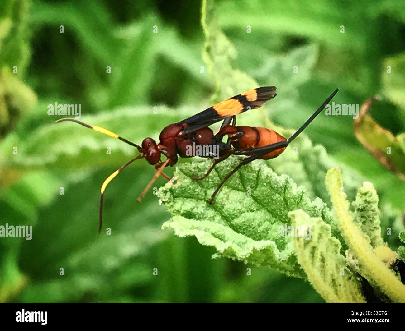 A wasp in a green forest in Mexico Stock Photo - Alamy